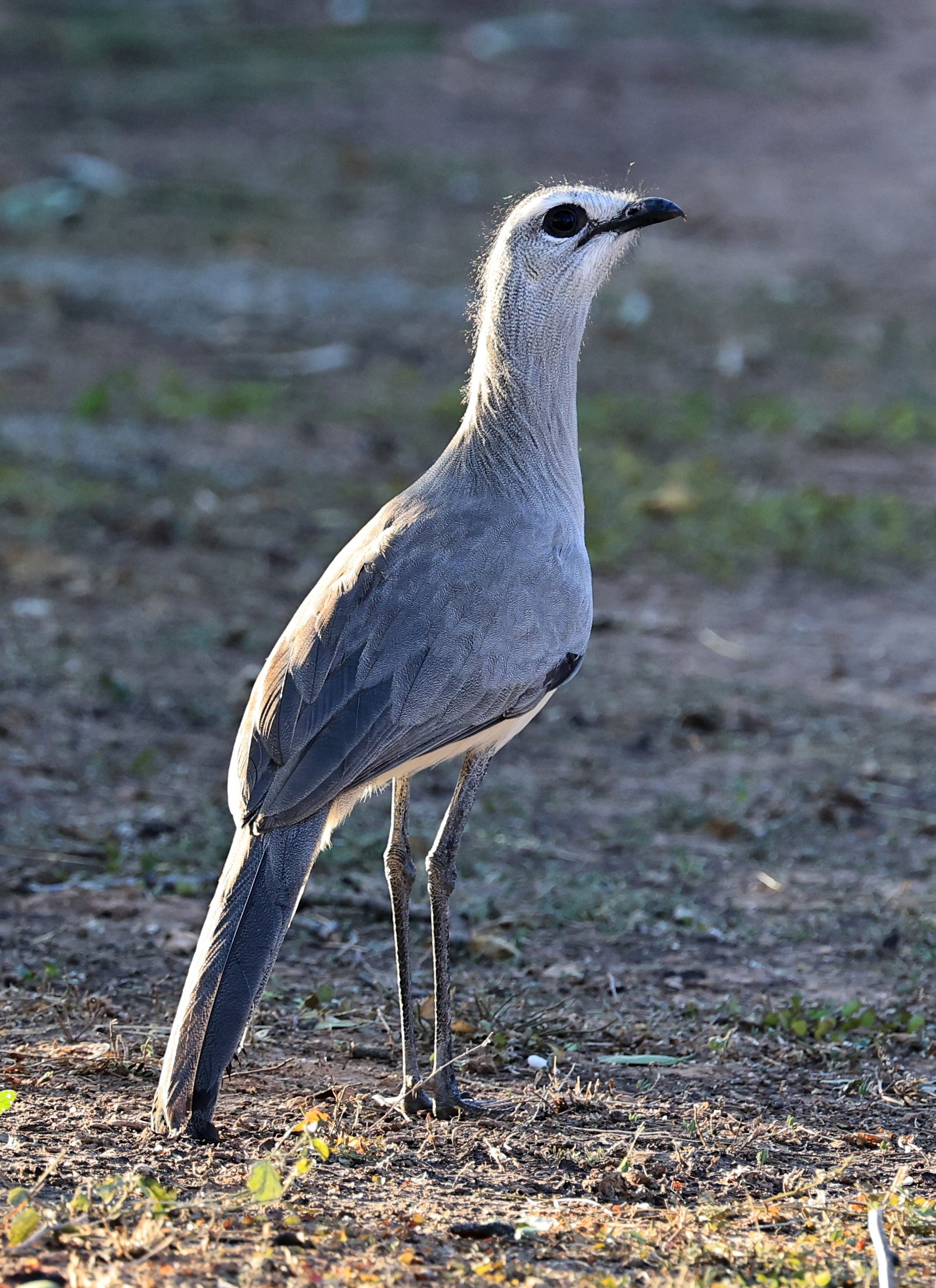 Black-legged Seriema (Chunga burmeisteri) Parque Nacional Teniente Agripino Enciso (9).jpg