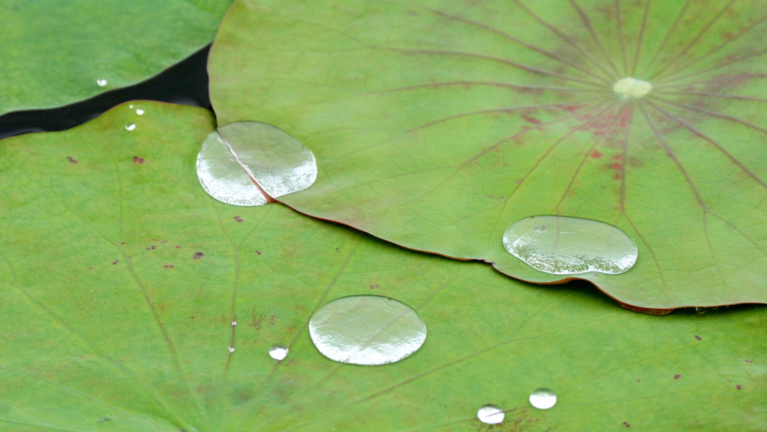 BUENG BORAPHET THAILAND - LOTUS PADS (2).JPG