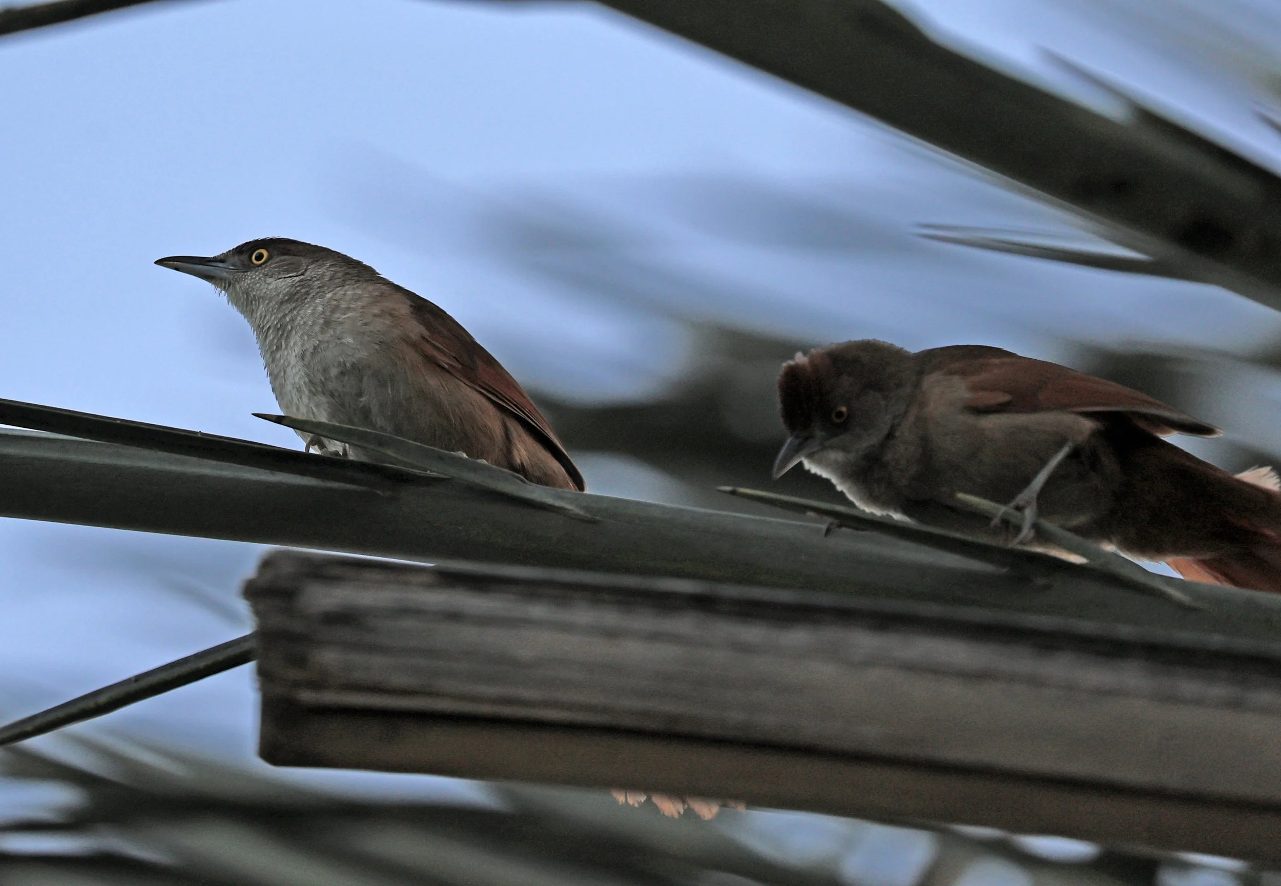 Greater Thornbird (Phacellodomus ruber) Hotel Iparoma Campestre Paraguay (4).jpg