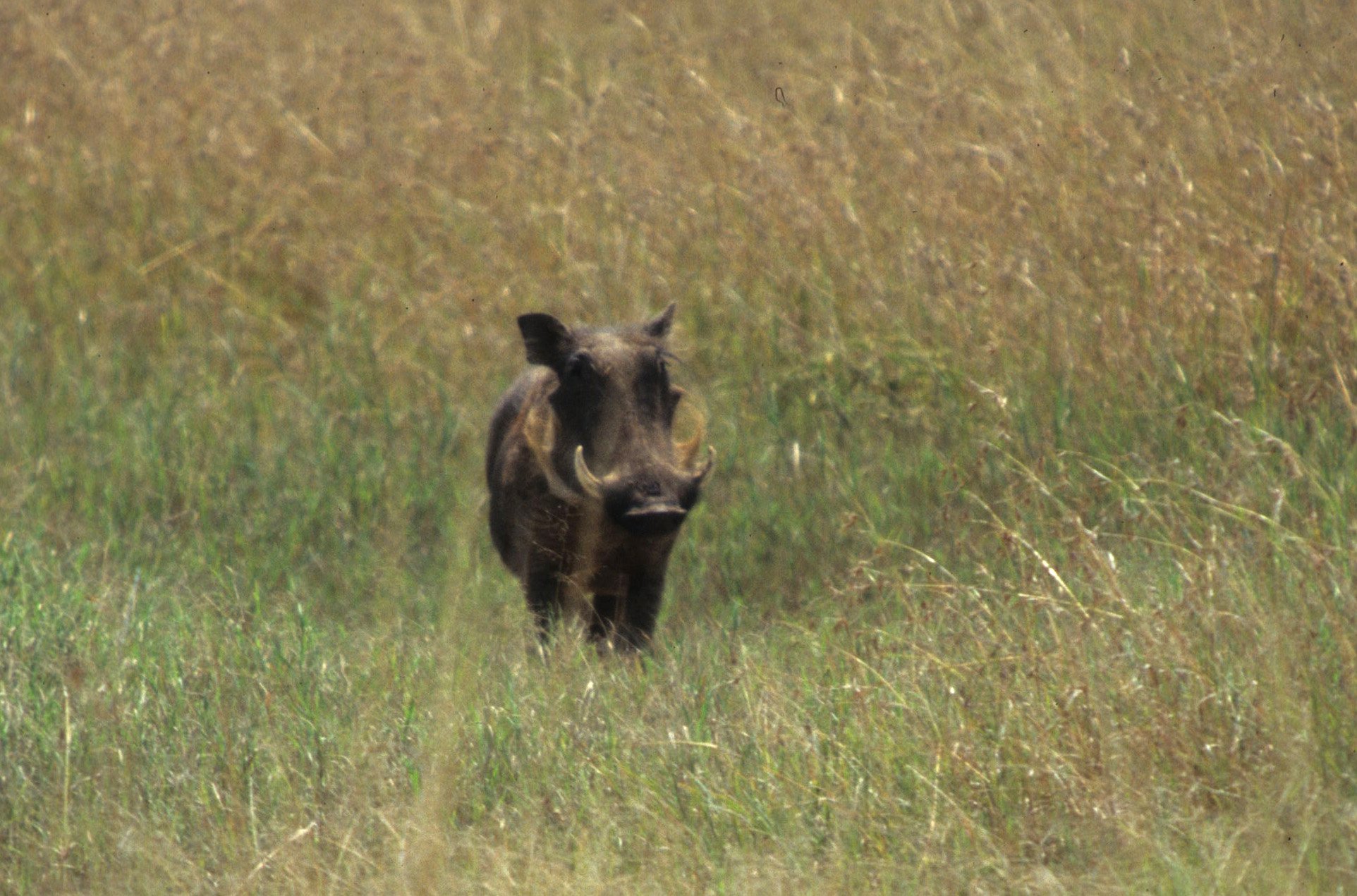 SUIDAE - WARTHOG- SERENGETI (9).jpg
