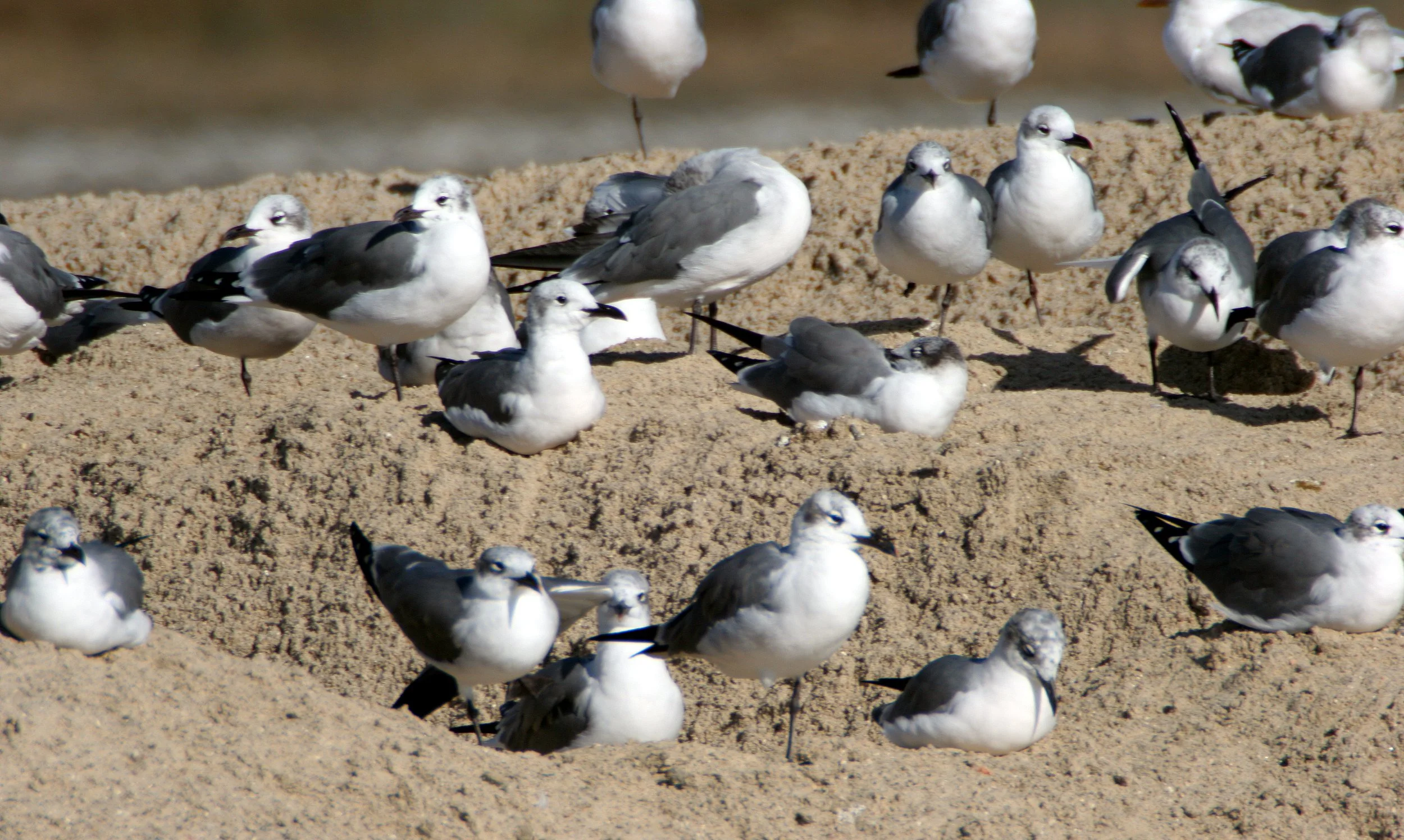 BIRD - GULL - LAUGHING - ARANSAS (2).jpg