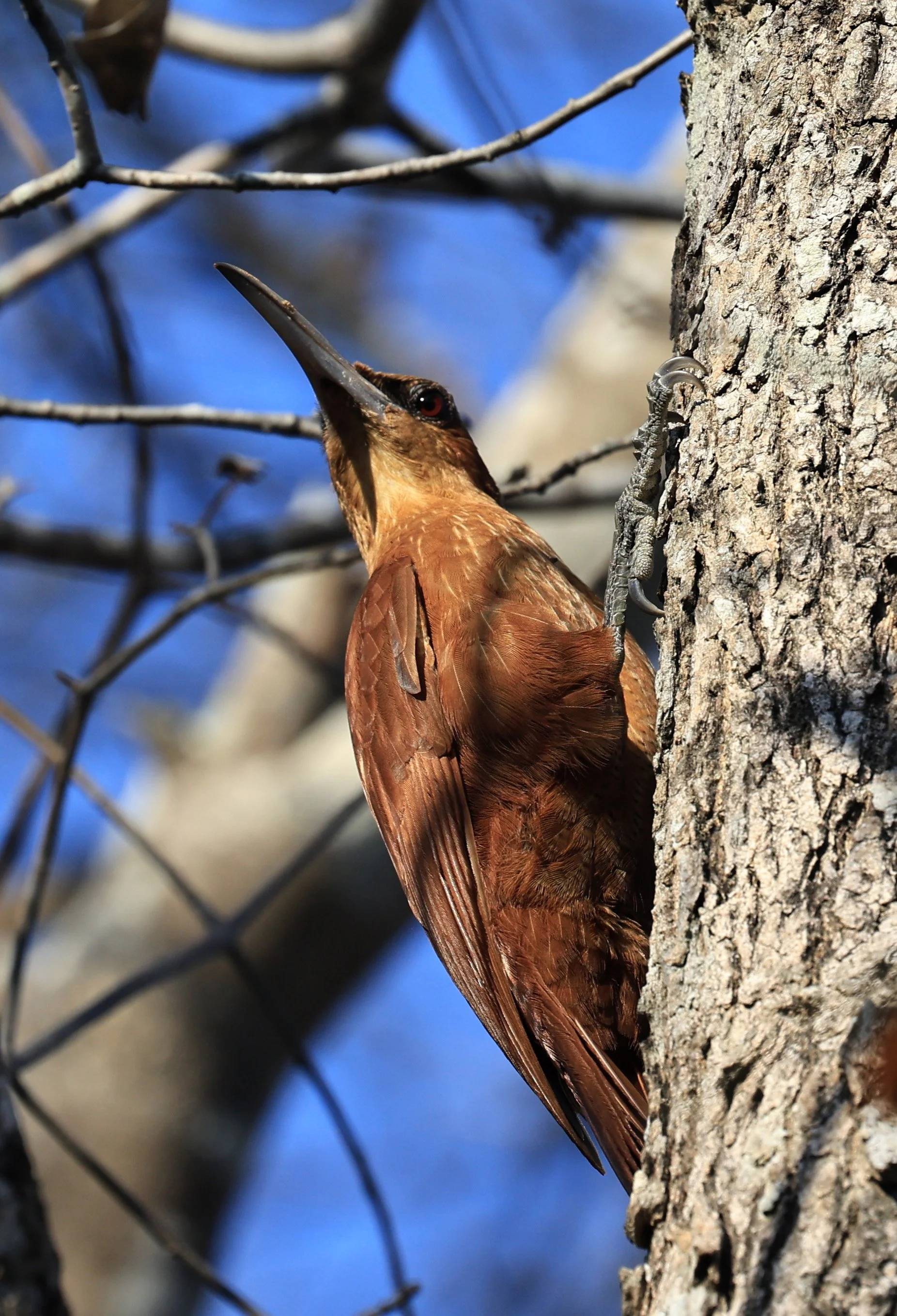 Great Rufous Woodcreeper (Xiphocolaptes major) Agua Dulce Paraguay (19).jpg