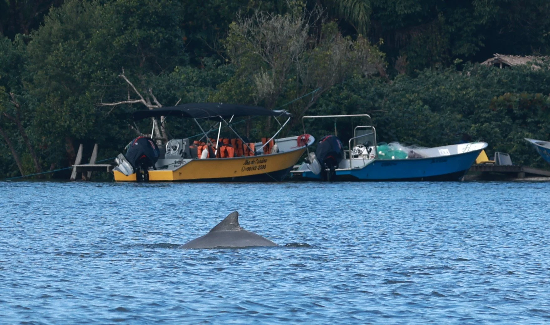 Guiana Dolphin (Sotalia guianensis) Superagüi National Park, Brazil (48).jpg