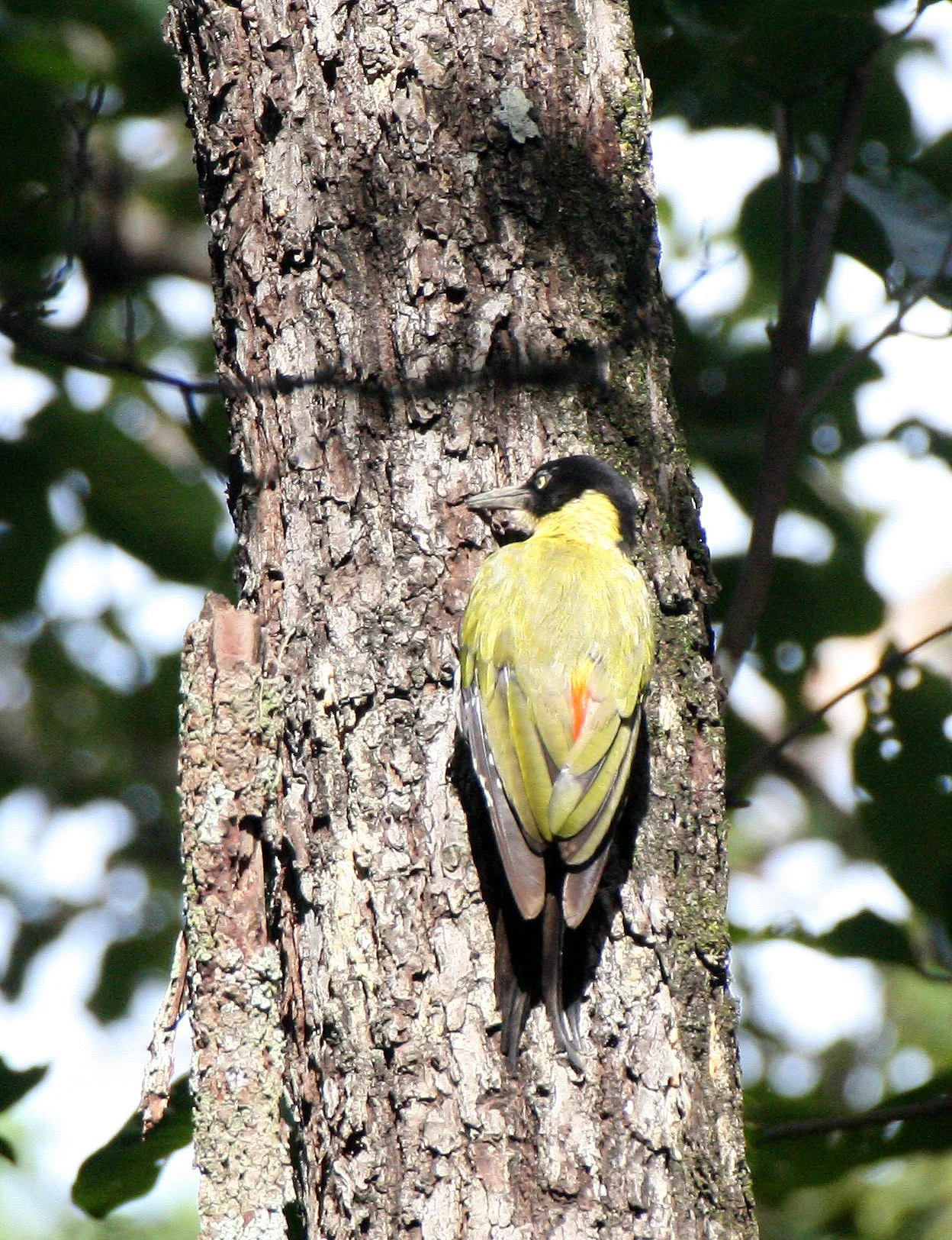 WOODPECKER - BLACK-HEADED WOODPECKER - Picus erythropygius - HUAI KHA KHAENG NWS THAILAND (3).JPG