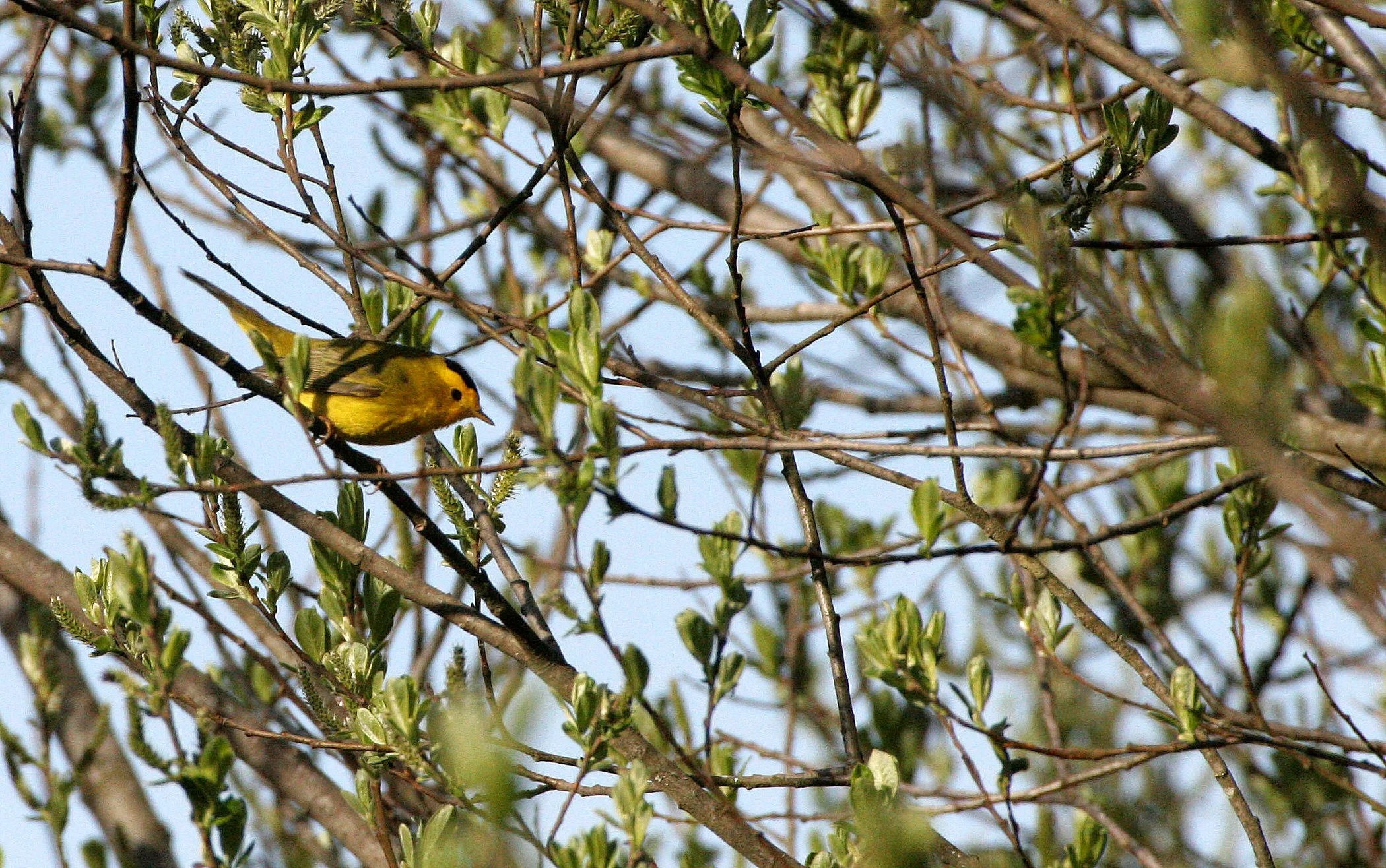 BIRD - WARBLER - WILSON'S WARBLER - LAKE FARM WOODS WA.JPG