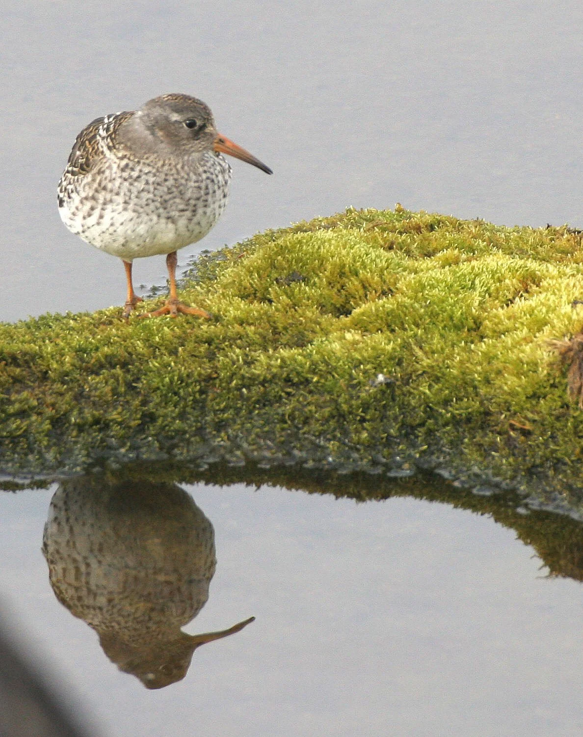 BIRD - SANDPIPER - PURPLE SANDPIPER - SVALBARD (18).jpg