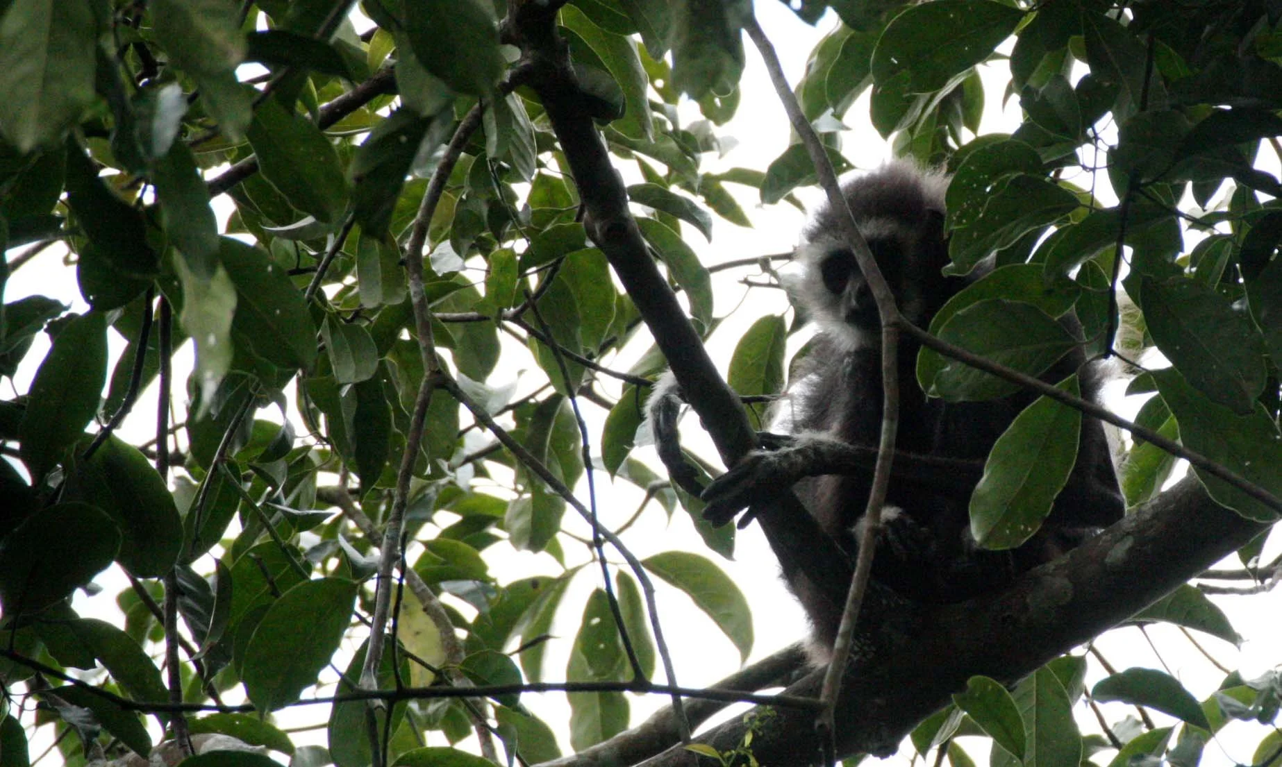 HYLOBATIDAE - Hylobates lar entelloides - LAR GIBBON (WHITE-HANDED) - BLACK FORM - KHAO YAI THAILAND (2).JPG