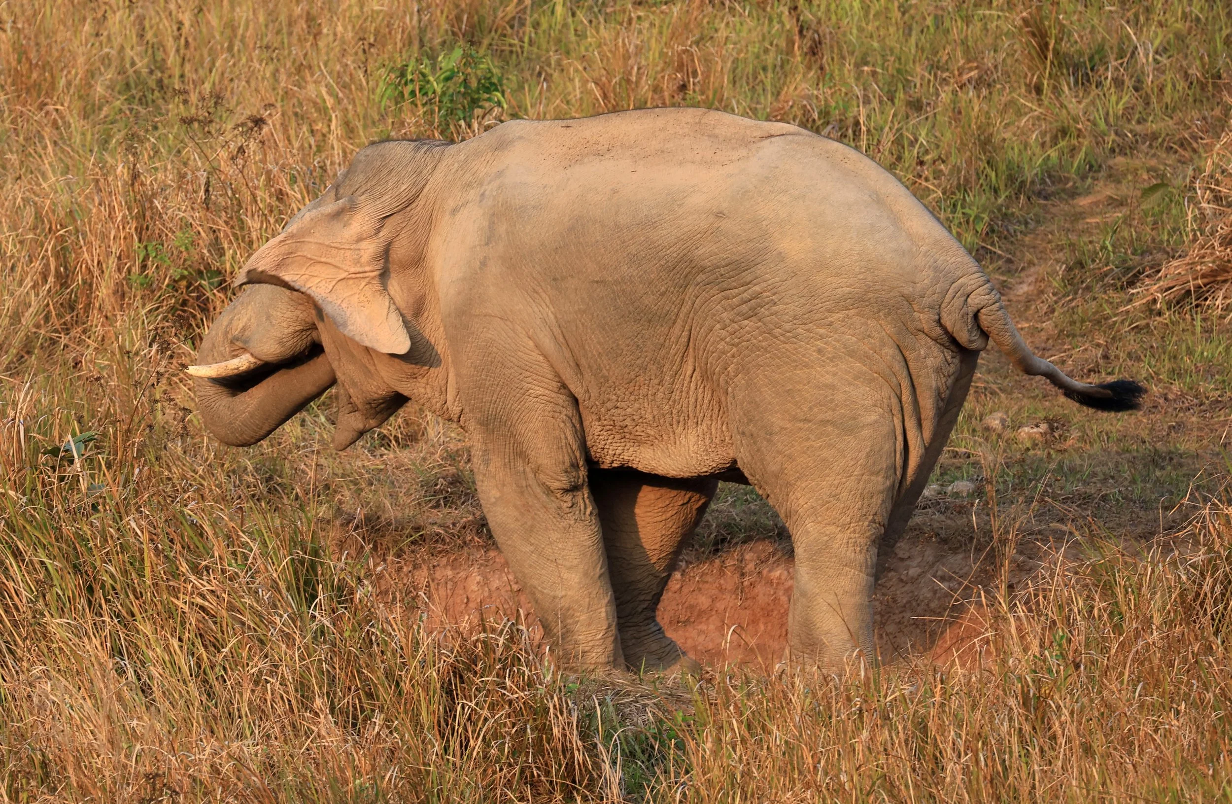 Asian Elephant (Elephas maximus) Khao Yai National Park, Thailand (4).jpg