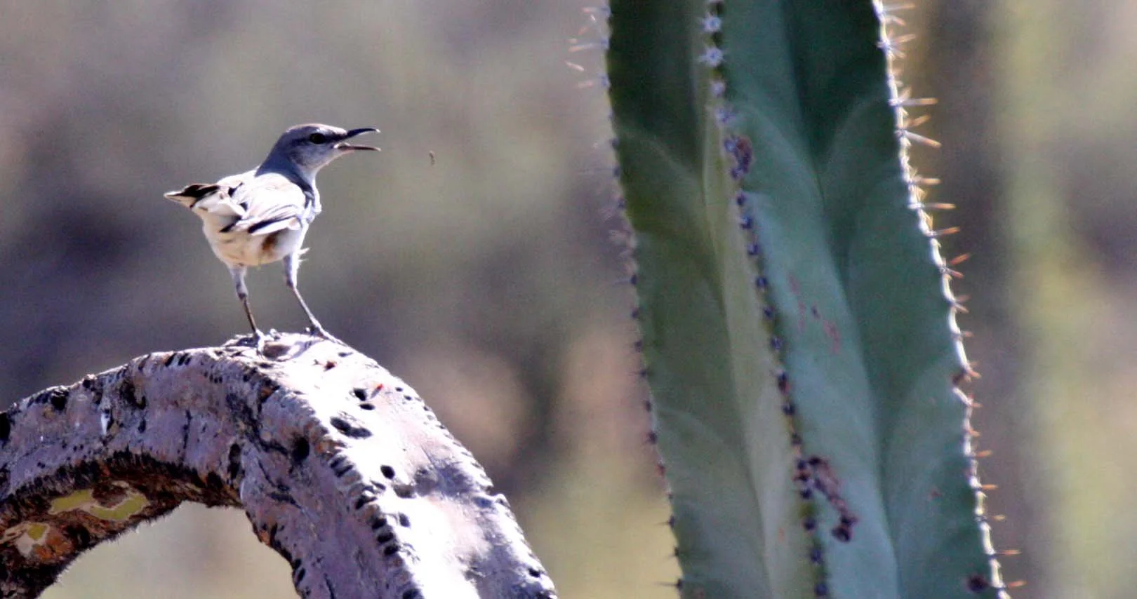 Northern Mockingbird (Mimus polyglottos) Catavina Desert Baja Mexico (4).JPG