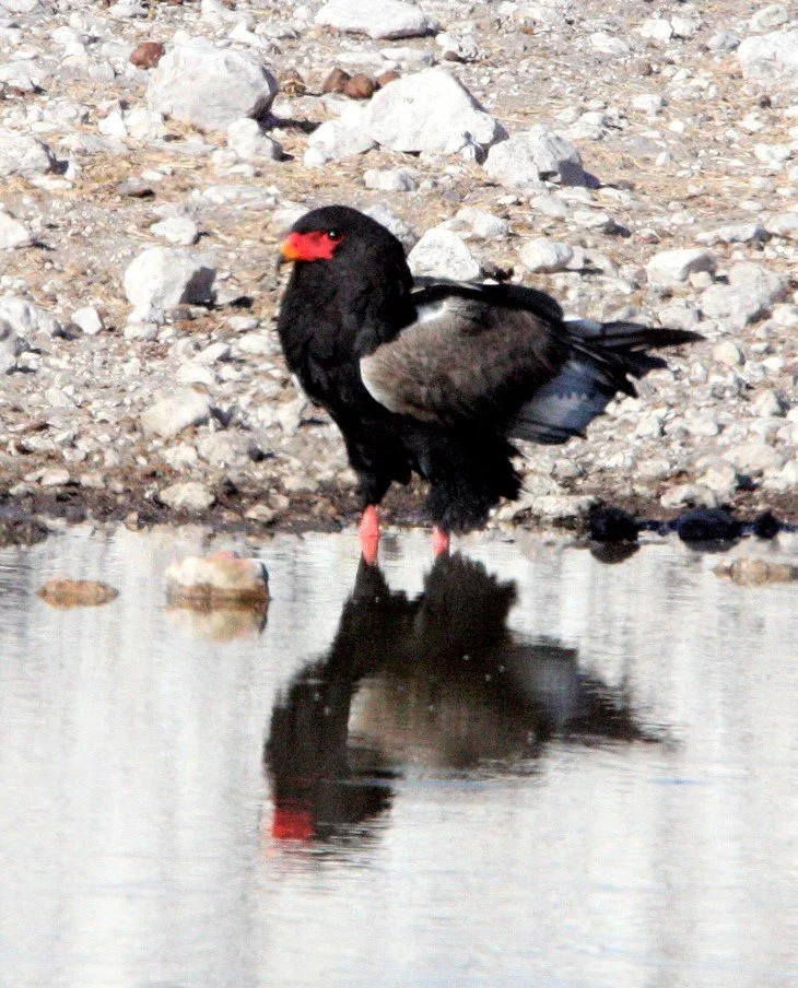 Terathopius ecaudatus - BATELEUR - ETOSHA NATIONAL PARK NAMIBIA aa4.jpg
