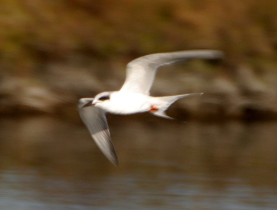 BIRD - TERN - FORSTERS - ARANSAS.jpg