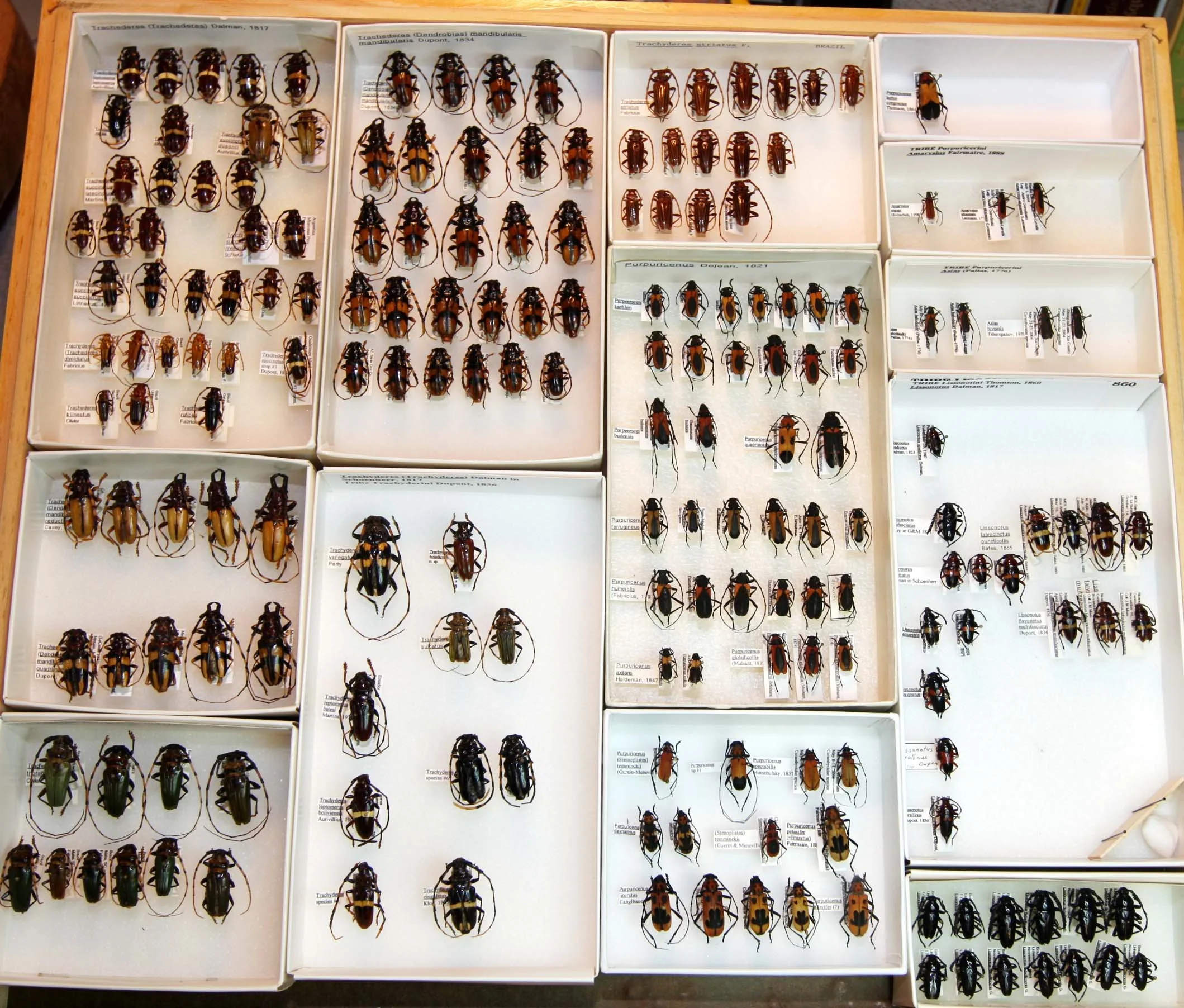 27 Cerambycinae - Trachyderini.JPG