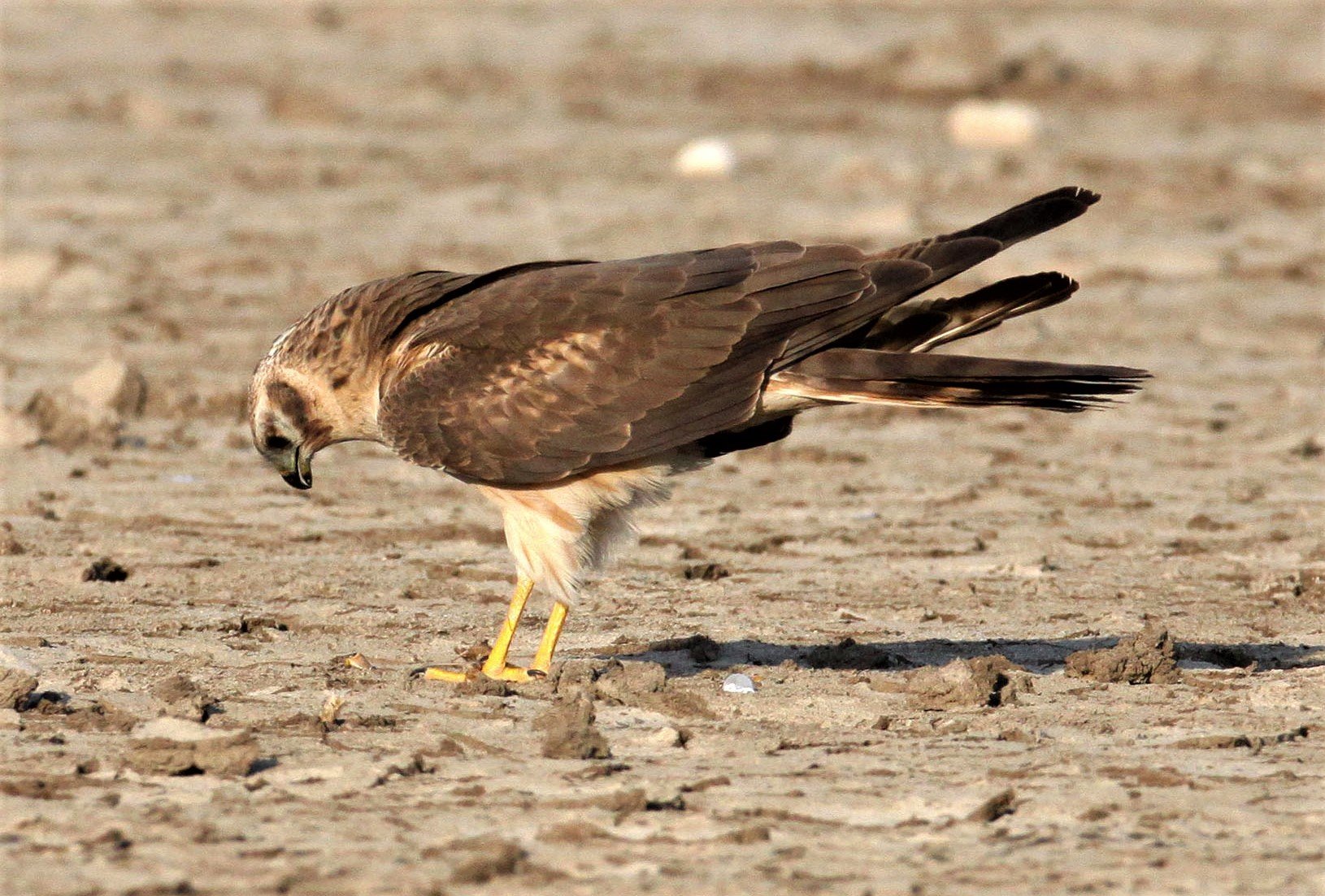 Circus macrourus - PALLID HARRIER - LITTLE RANN OF KUTCH GUJARAT INDIA aa3.jpg
