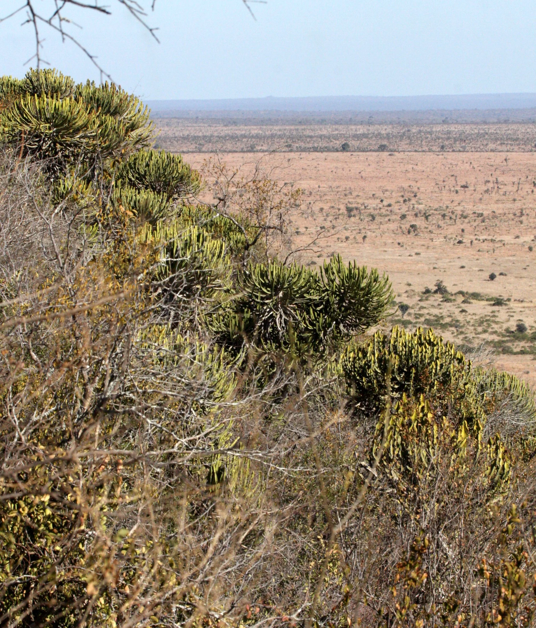 KRUGER NATIONAL PARK SOUTH AFRICA - ALOE SPECIES COMMUNITY.JPG