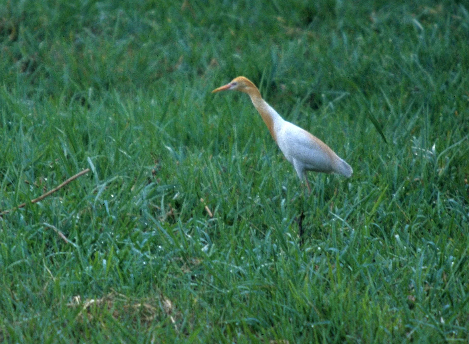 BIRD - EGRET - CATTLE EGRET - KALEODEO INDIA.jpg