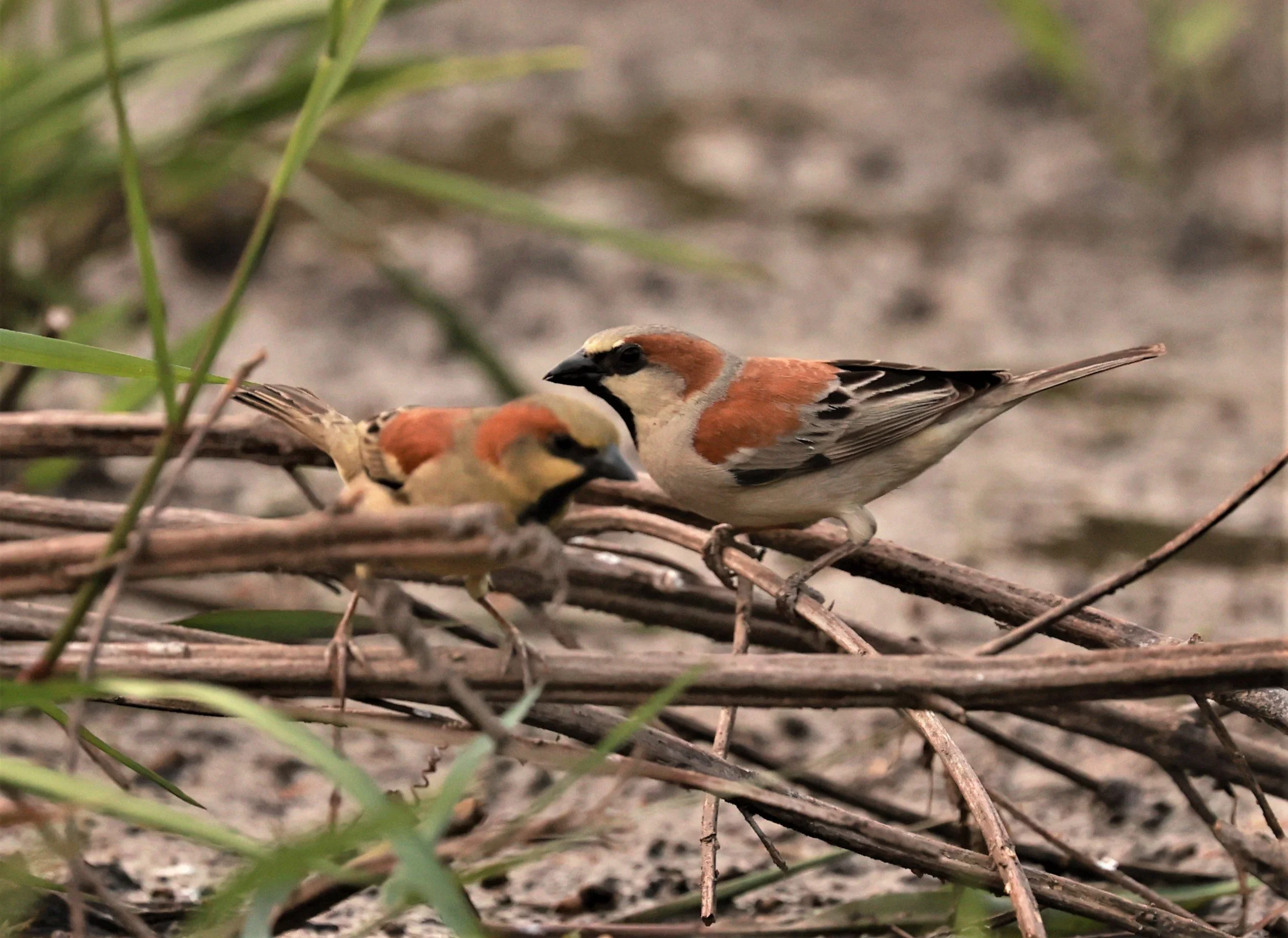 Plain-backed Sparrow (Passer flaveolus) Pathum Thani Rice Research Center (15).jpg