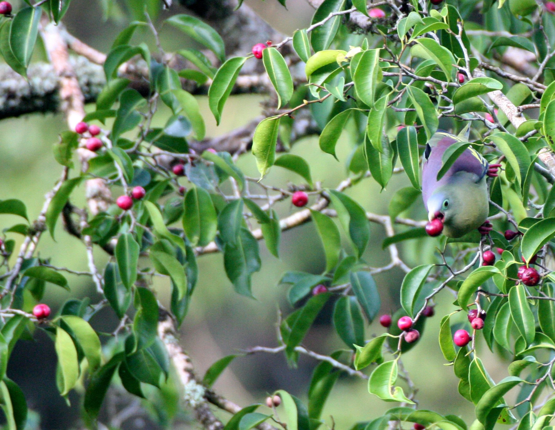 Thick-billed Green Pigeon (Treron curvirostra) Kaeng Krachan NP Thailand (5).JPG