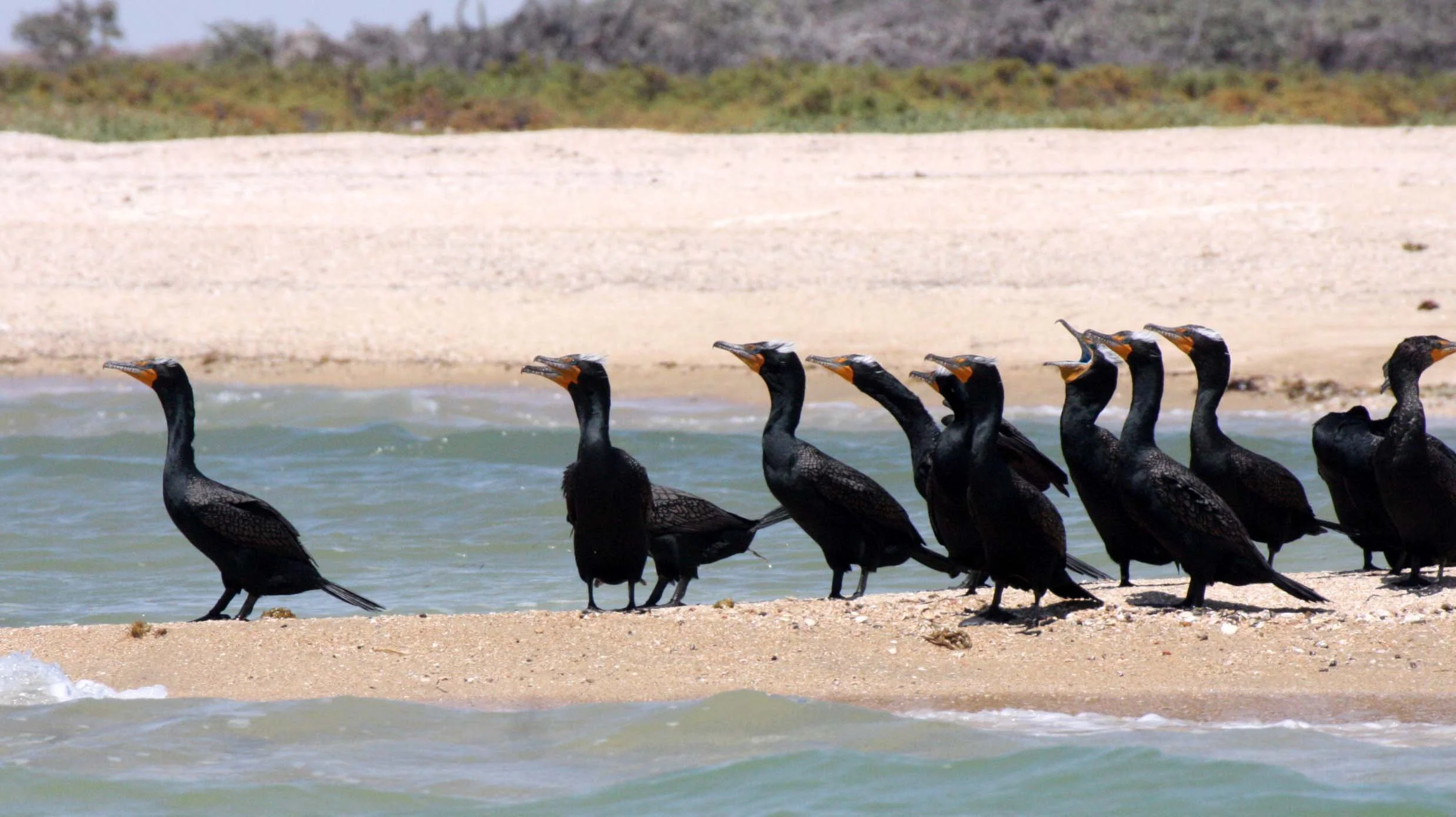 Nannopterum auritum - Double-crested Cormorant - San Ignacio Lagoon, Baja Mexico (1).JPG