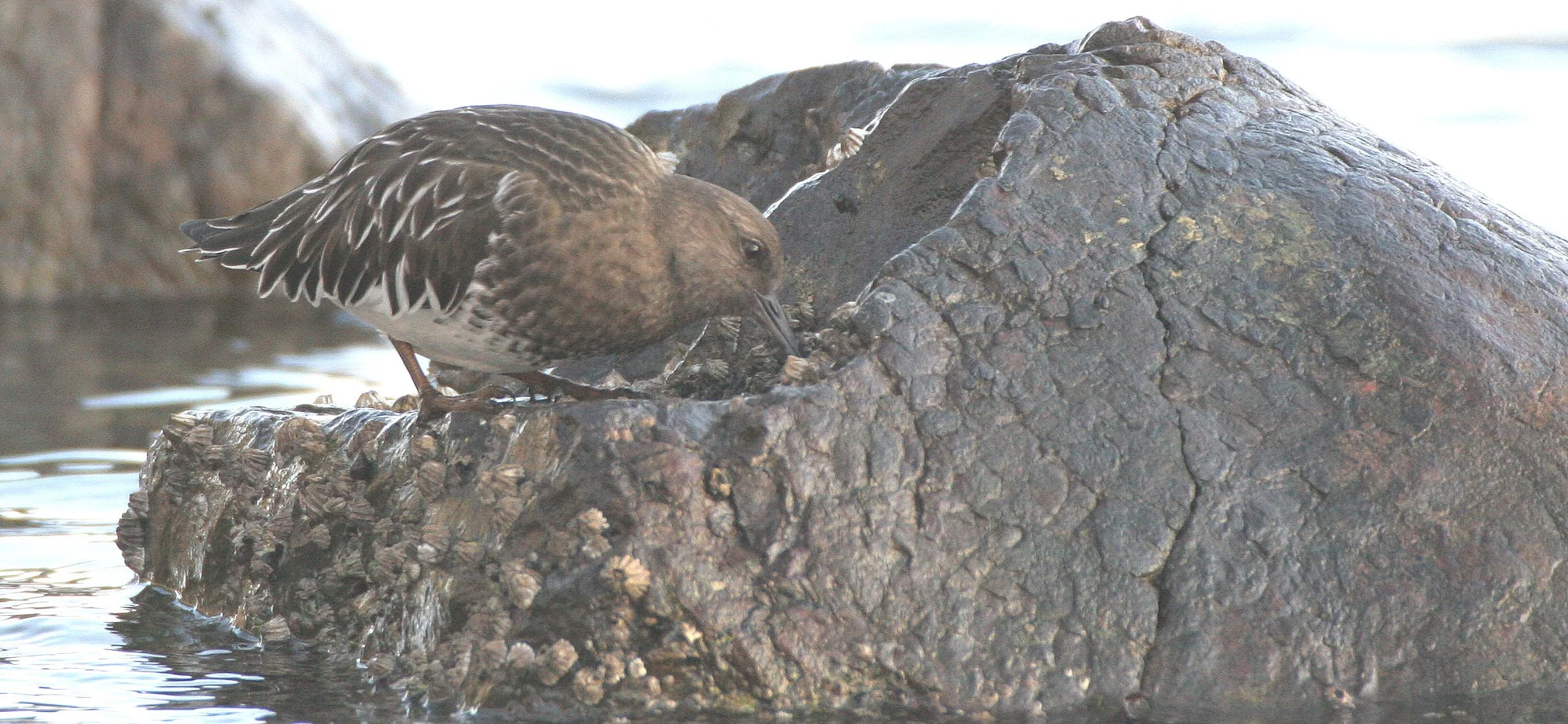 BIRD - TURNSTONE - BLACK TURNSTONE - PA HARBOR (28).jpg