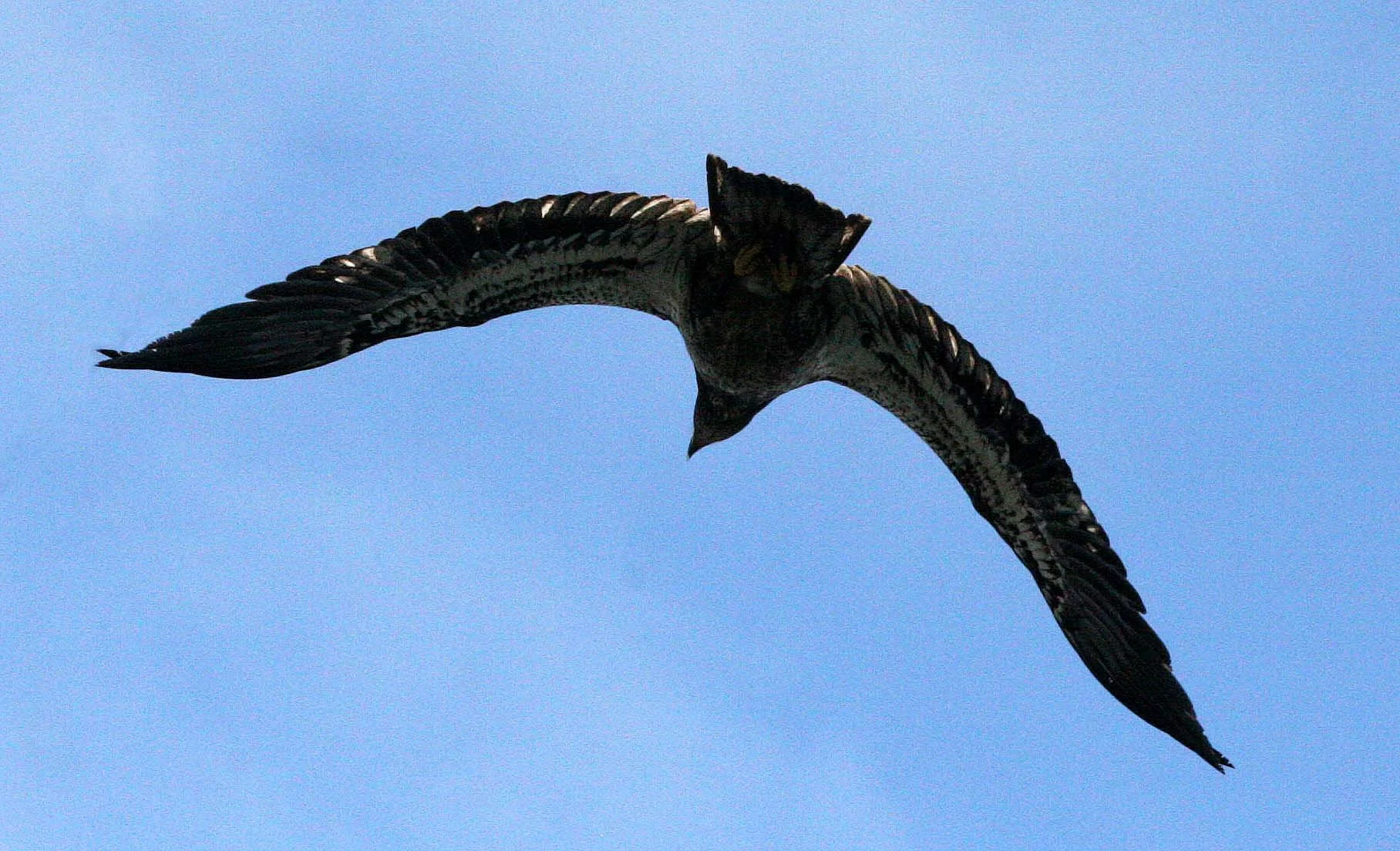 Haliaeetus leucocephalus - AMERICAN BALD EAGLE - FISHING HUMBOLT SQUID - SEQUIM BAY WA (1).JPG