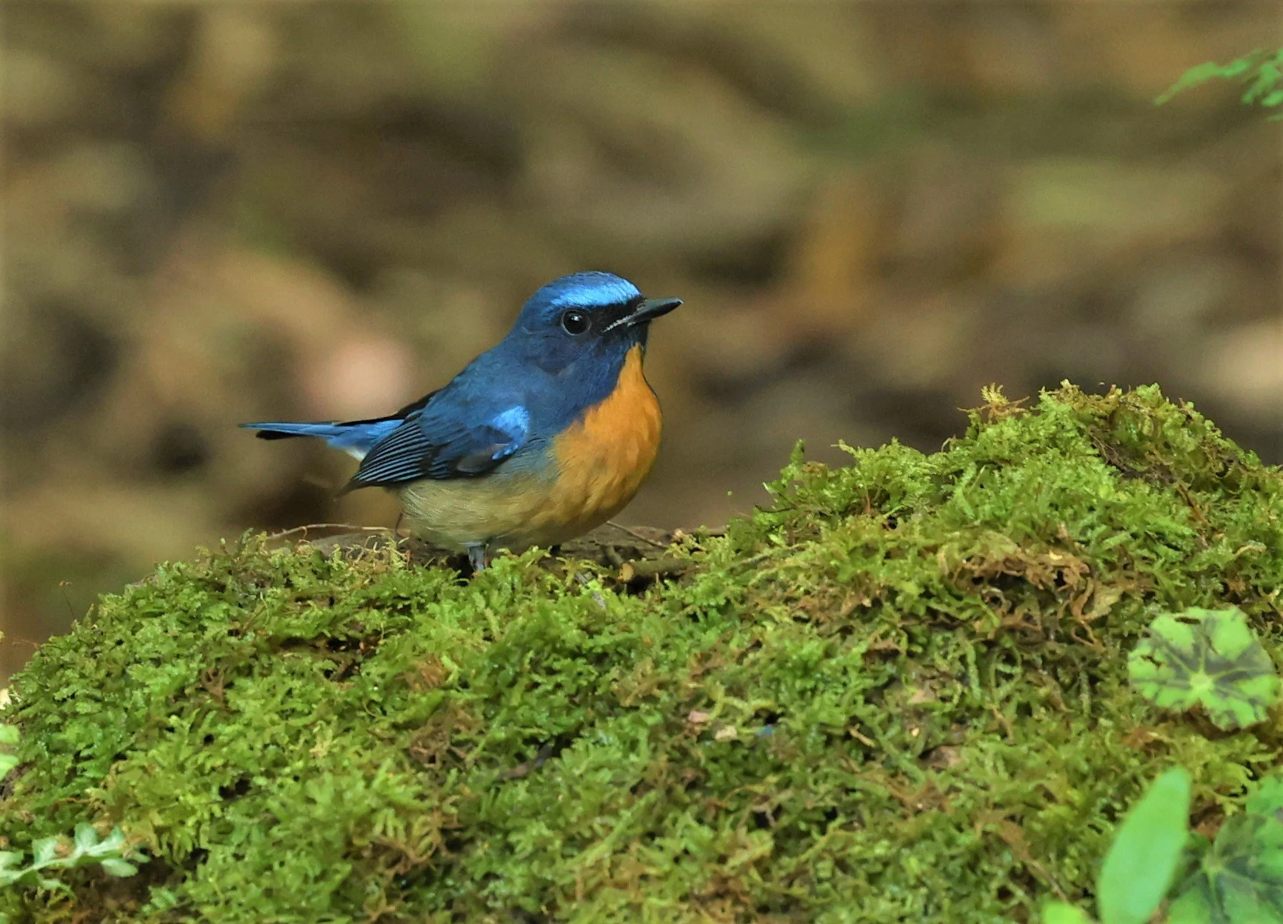 FLYCATCHER - CHINESE BLUE FLYCATCHER - Cyornis glaucicomans - PETCHABURI PROVINCE - NUY HIDE NEAR KAENG KRACHAN JAN 2022 (30).jpg