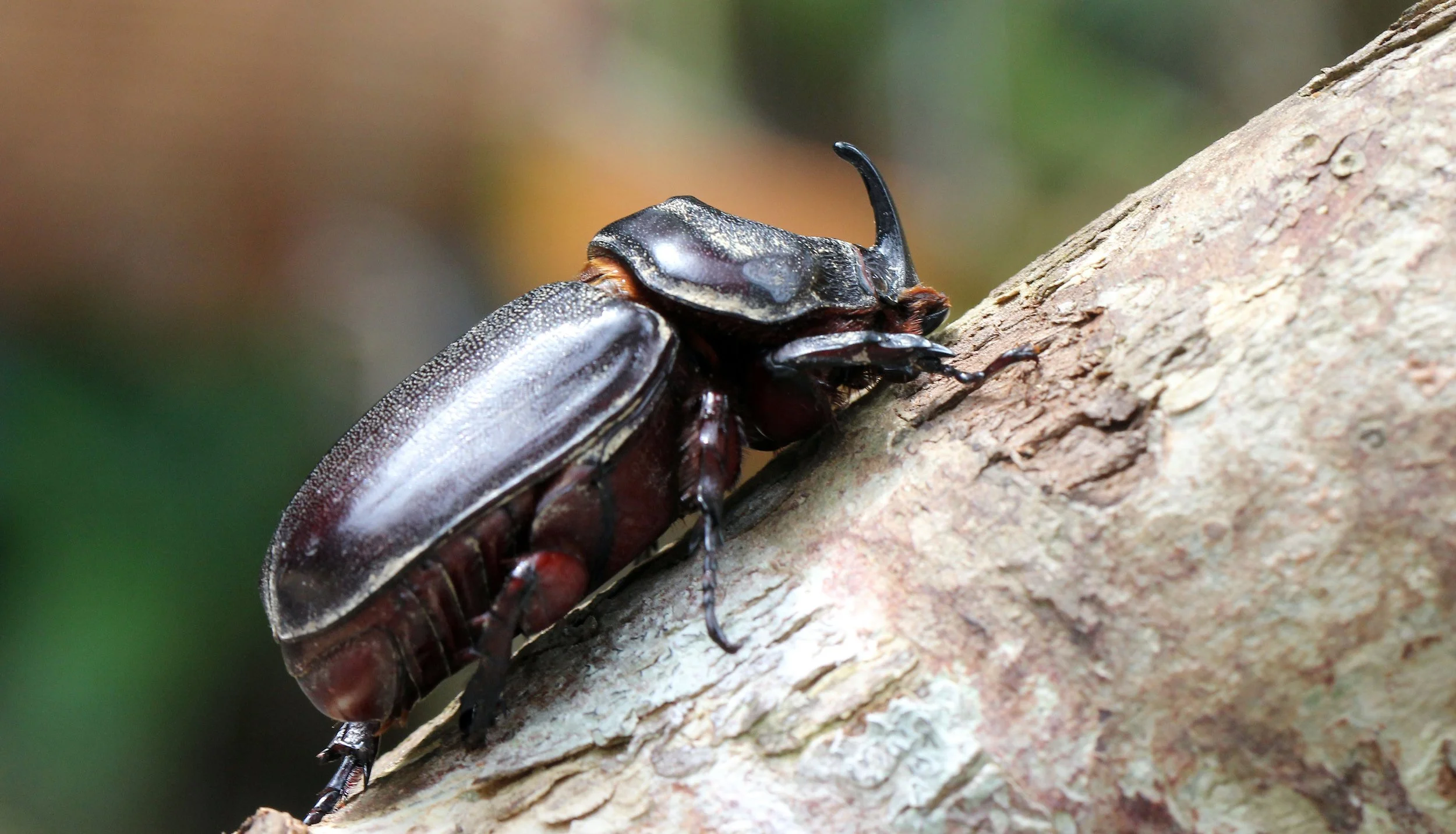 Oryctes rhinoceros - Koh Lanta, Thailand (2).JPG