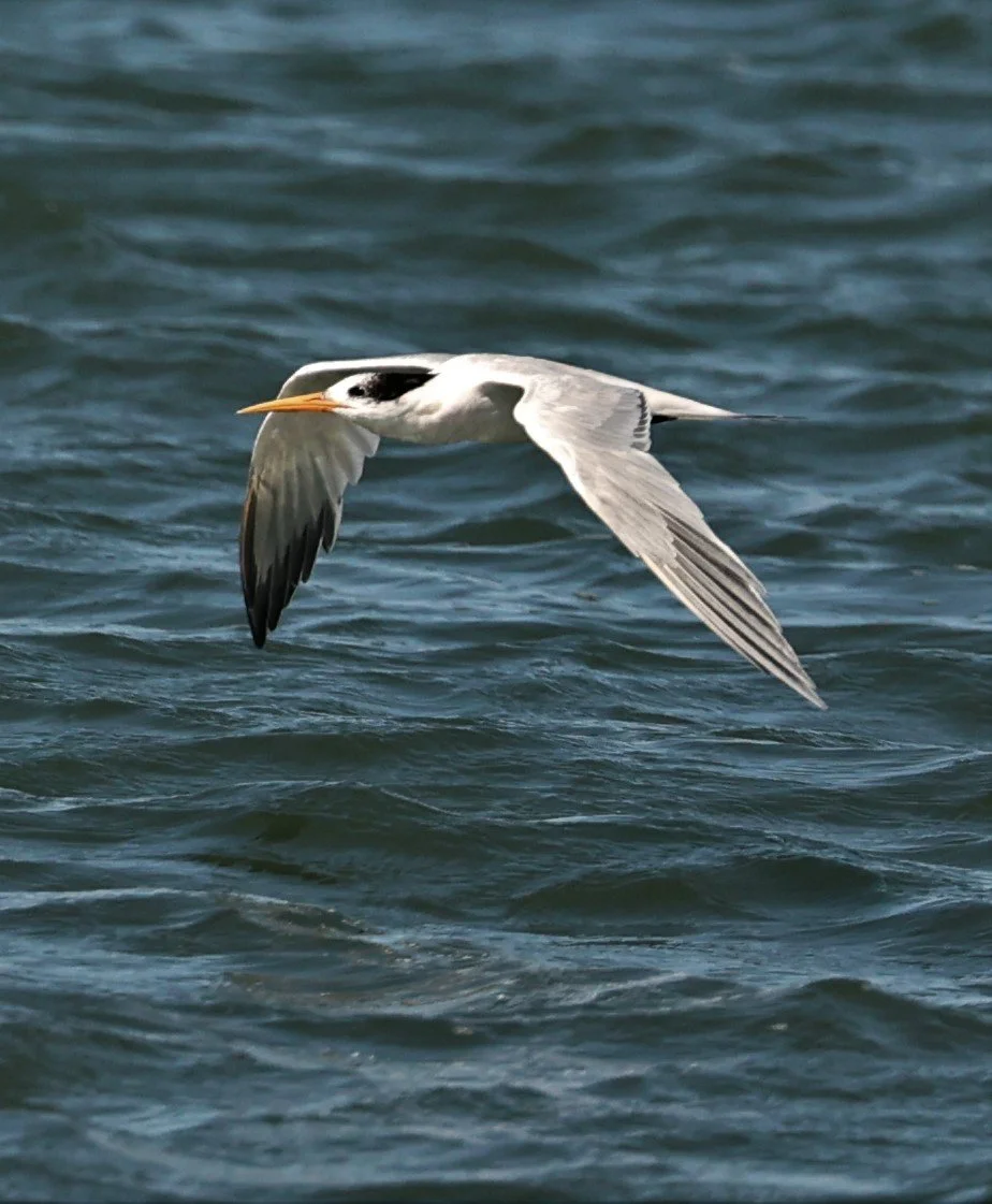 Thalasseus elegans - ELEGANT TERN - ELKHORN SLOUGH MOSS LANDING CALIFORNIA AUGUST 2022 (22).jpg