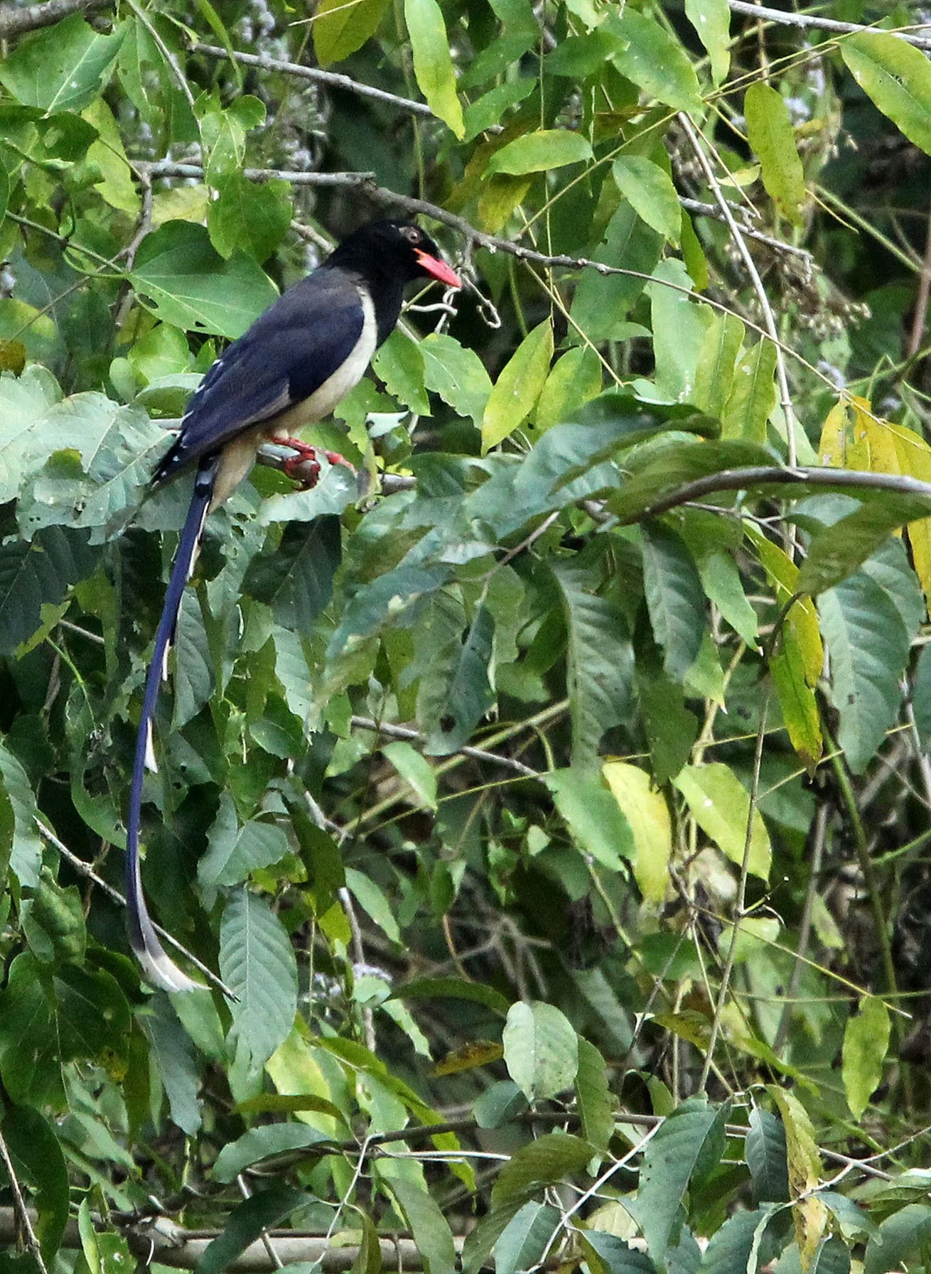 MAGPIE - BLUE MAGPIE - Urocissa erythrorhyncha - HUAI KHA KHAENG NATURE RESERVE - KAPOK KAPIEN STATION & MINERAL LICK - THAILAND (20).JPG