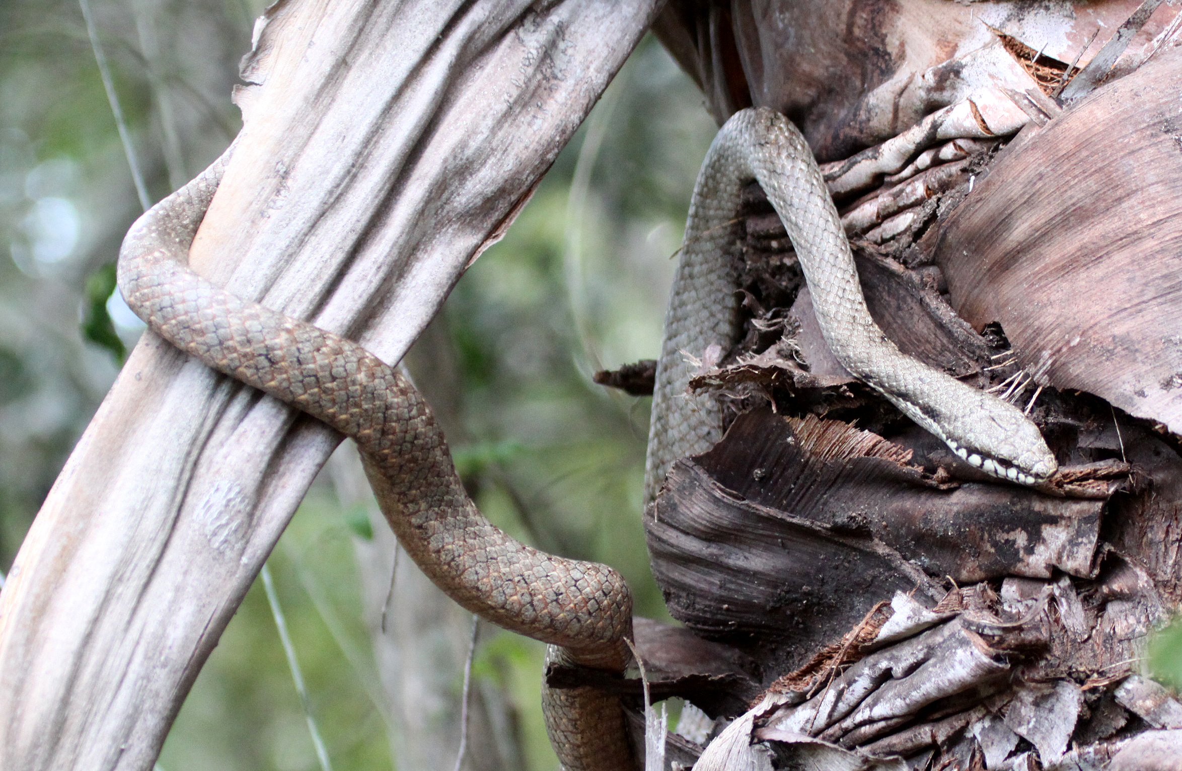 Forest Night Snake (Ithycyphus oursi) Andohahela NP, Madagascar