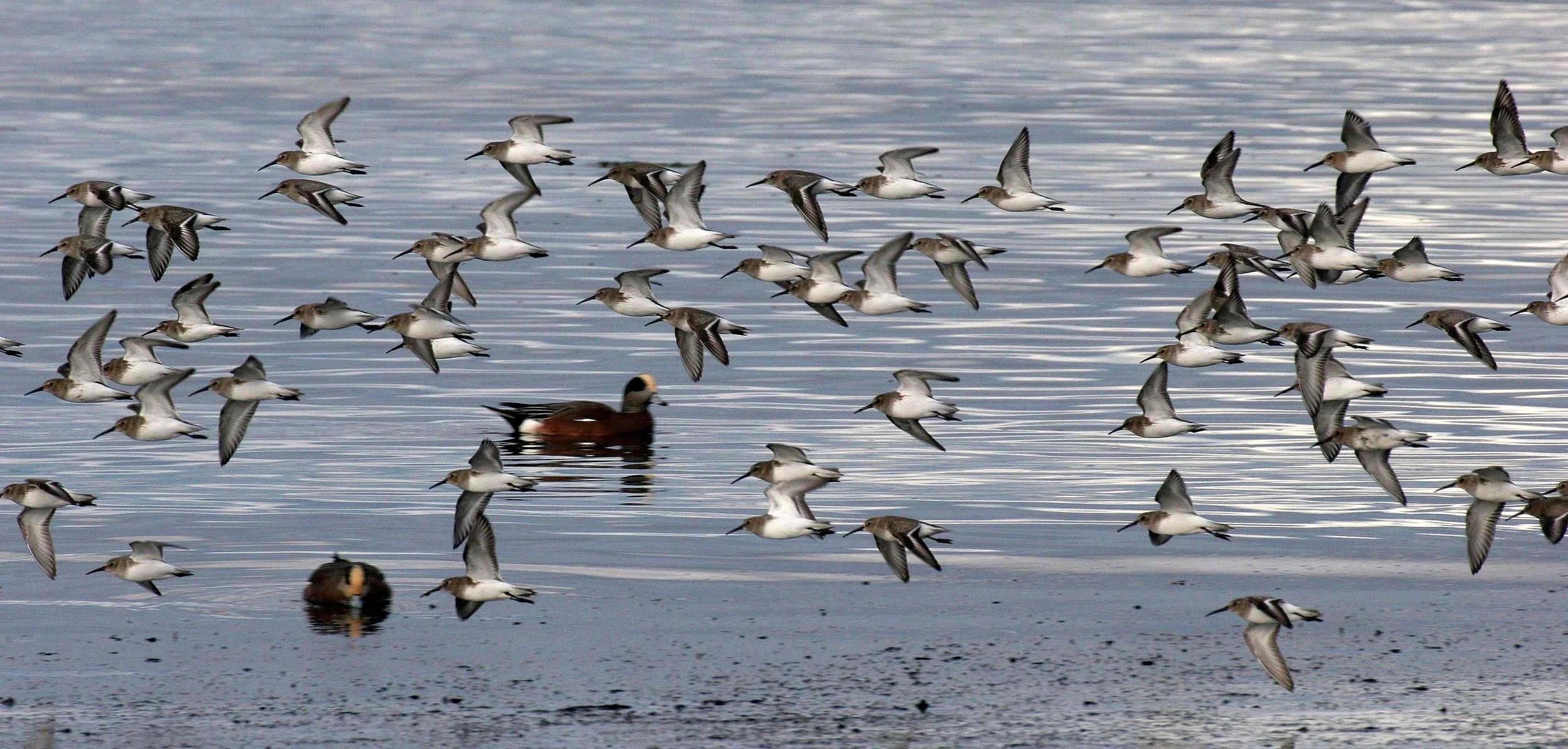 BIRD - DUNLINS - THREE CRABS (22).jpg