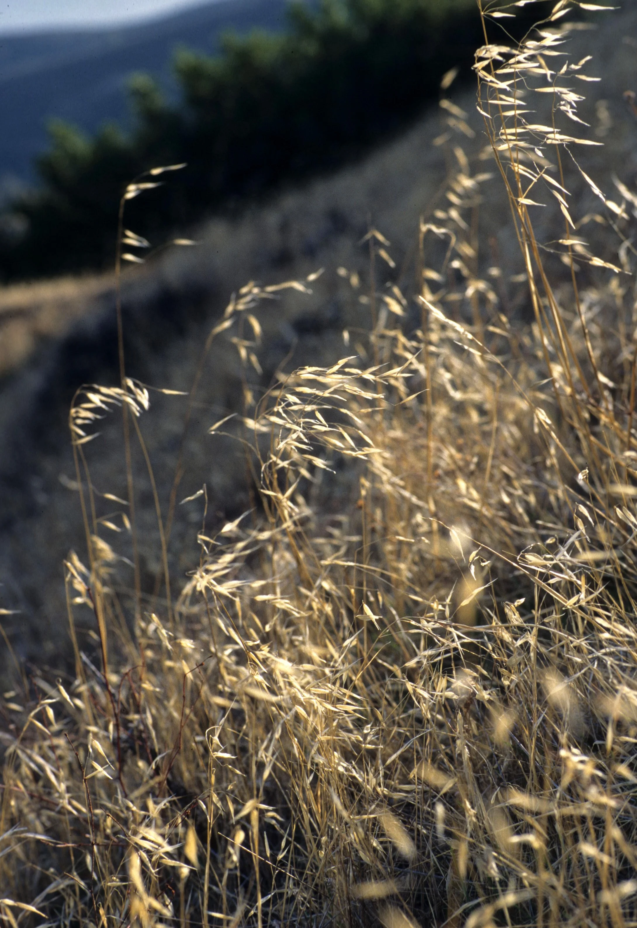 CALIFORNIA - MOUNT DIABLO - GRASSES.jpg