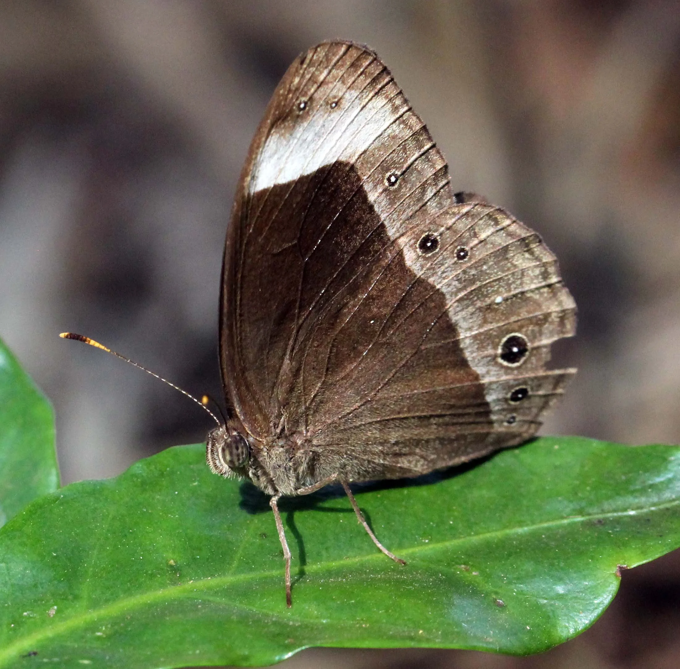 Satyridae - Lethe confusa - Valparai, Tamil Nadu, India