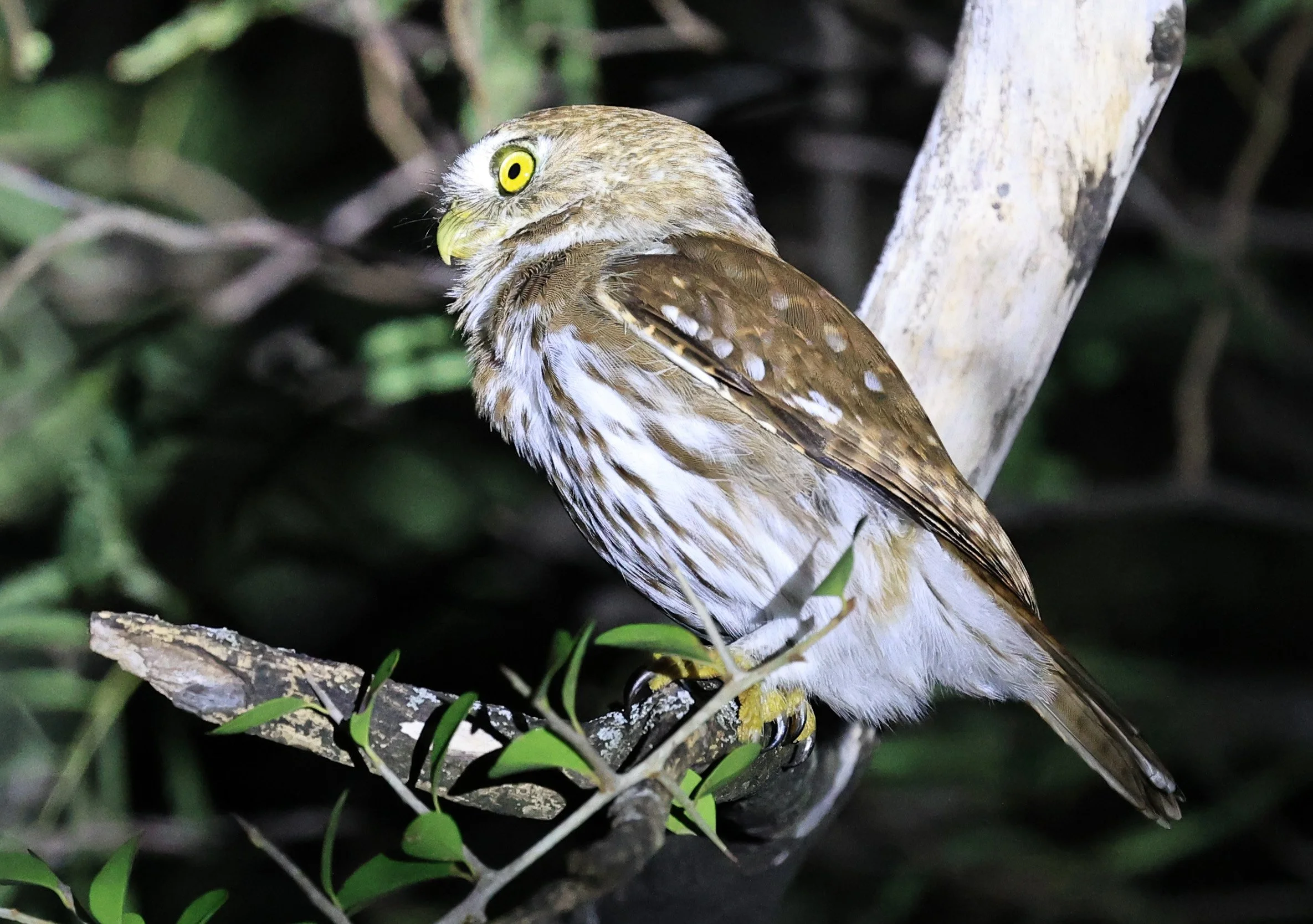 Ferruginous Pygmy-Owl (Glaucidium brasilianum) Reserva Nueland  Selva Serena (53).jpg