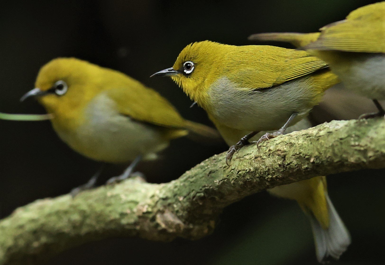 Indian White-eye (Zosterops palpebrosus) Doi Inthanon NP Chiang Mai (6).JPG
