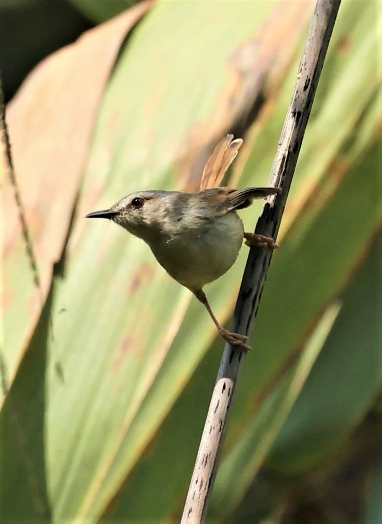 PRINIA - HILL PRINIA - Prinia superciliaris - DOI SAN JU (DOI LANG WEST) FEB 2022 (5).jpg