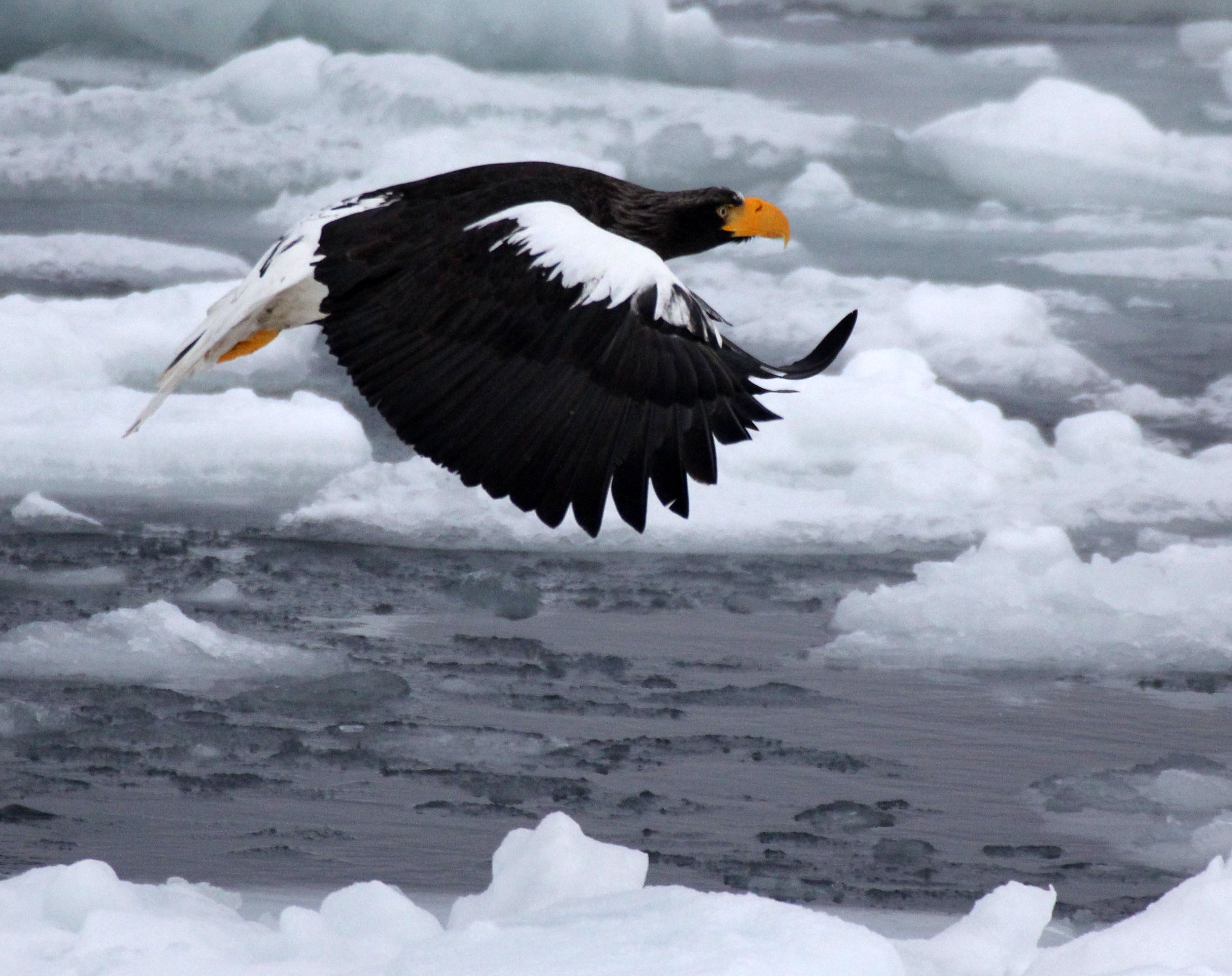 Haliaeetus pelagicus - STELLER'S SEA EAGLE - RAUSU, SHIRETOKO PENINSULA, HOKKAIDO JAPAN (52).JPG