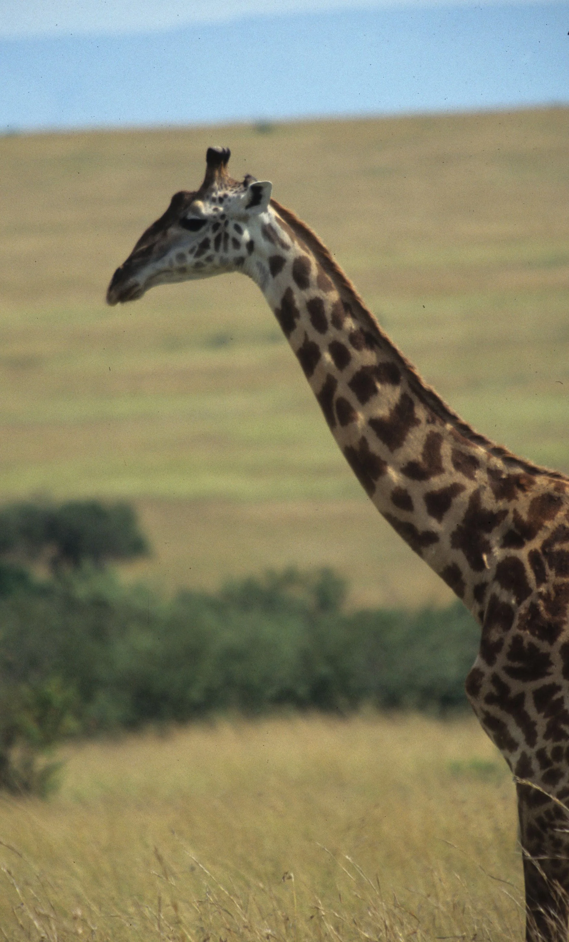 GIRAFFE-MASAI-SERENGETI 27.jpg