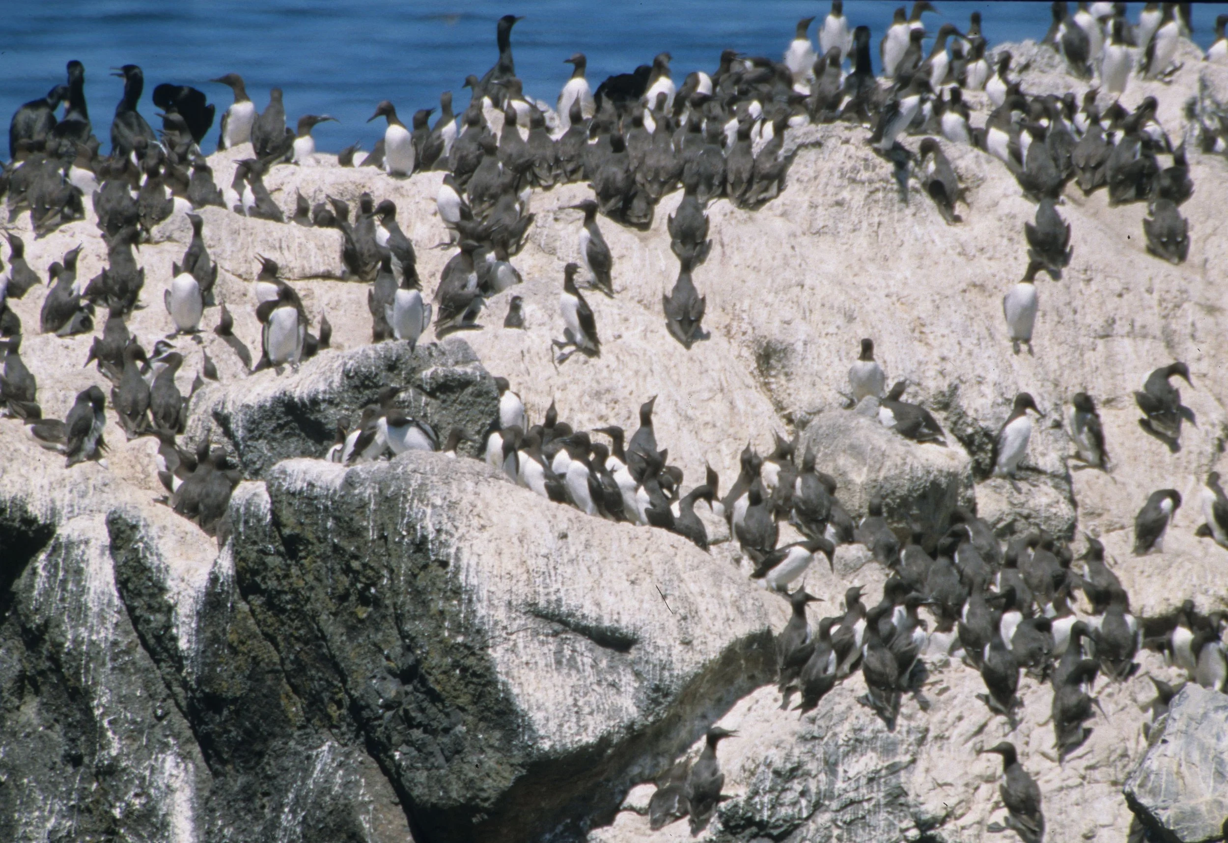 Uria aalge - COMMON MURRE - YAQUINA HEAD OREGON (4).jpg