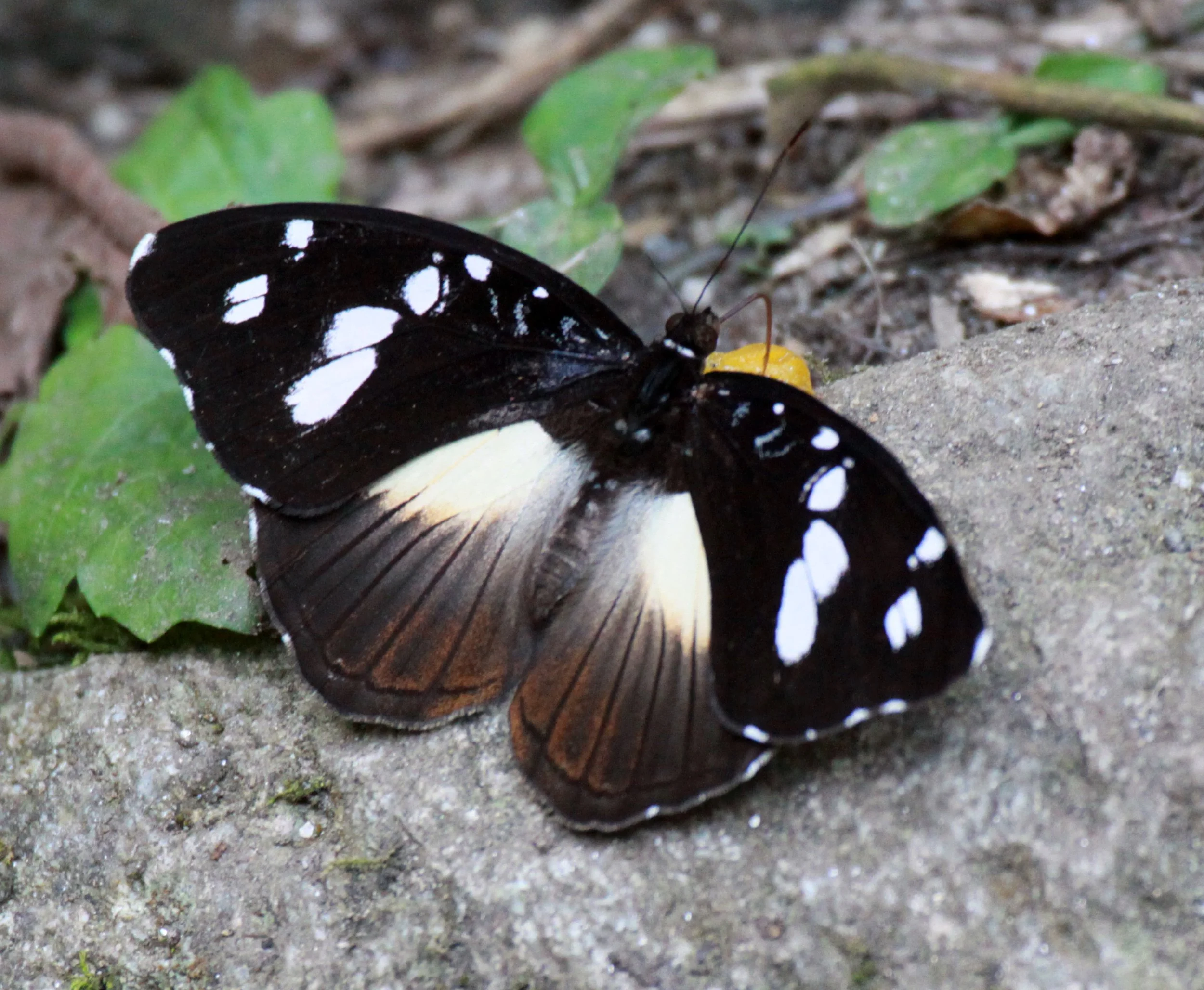 Nymphalidae - Hypolimnas anthedon - Rwenzori NP, Uganda 