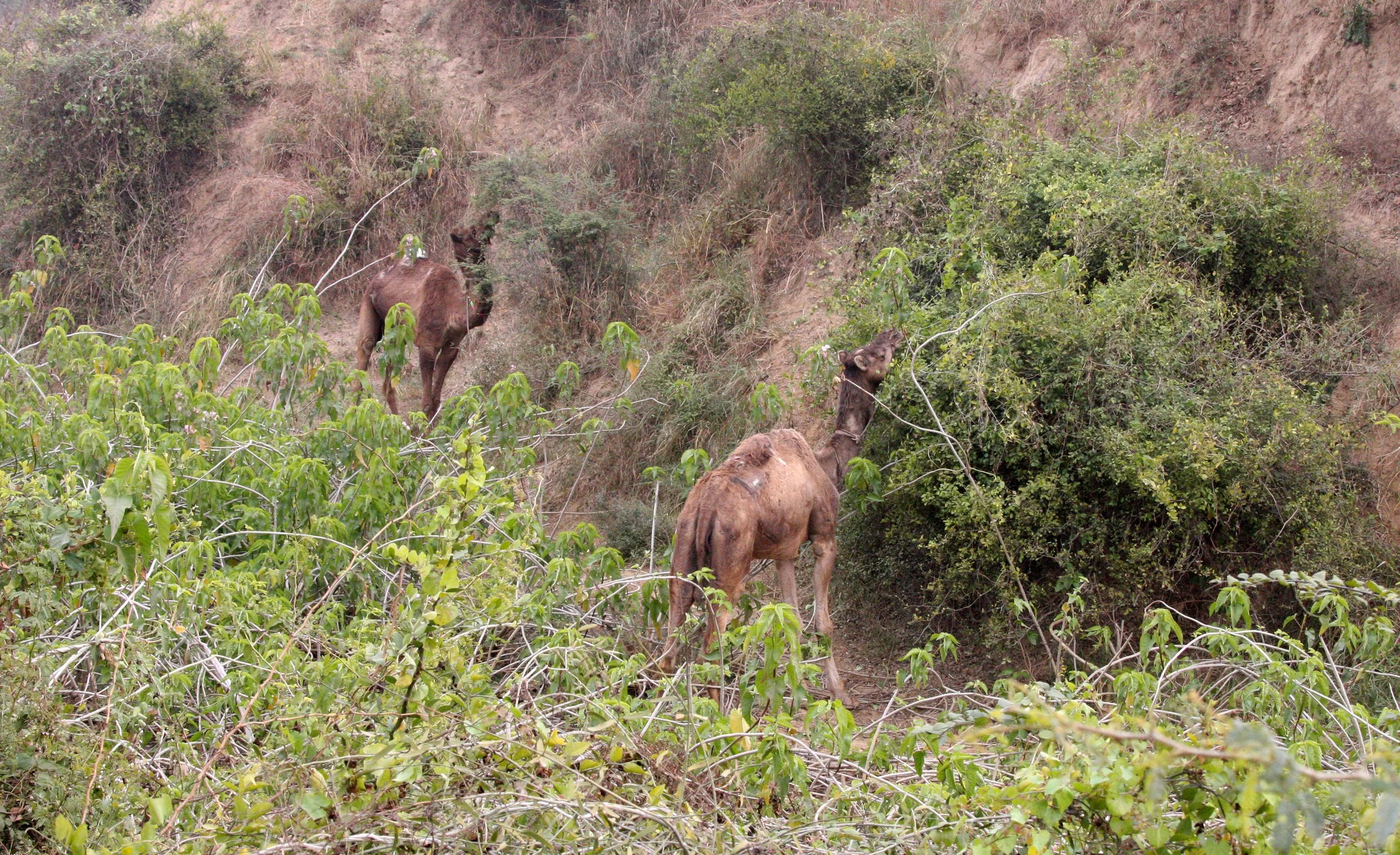 CHAMBAL RIVER SANCTUARY INDIA.JPG