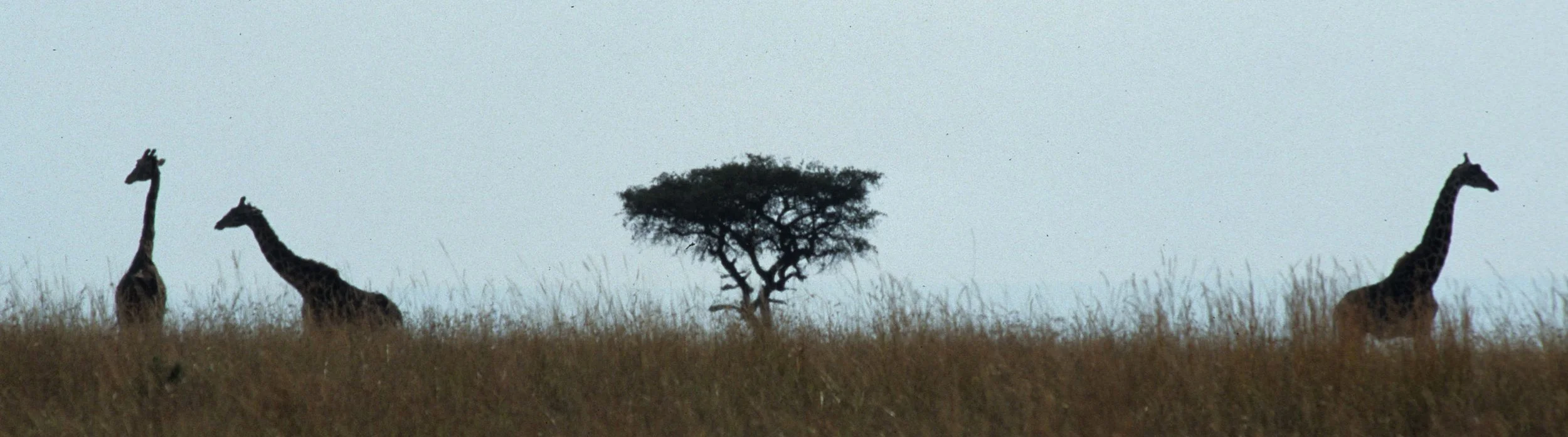 GIRAFFE-MASAI-SERENGETI 20.jpg
