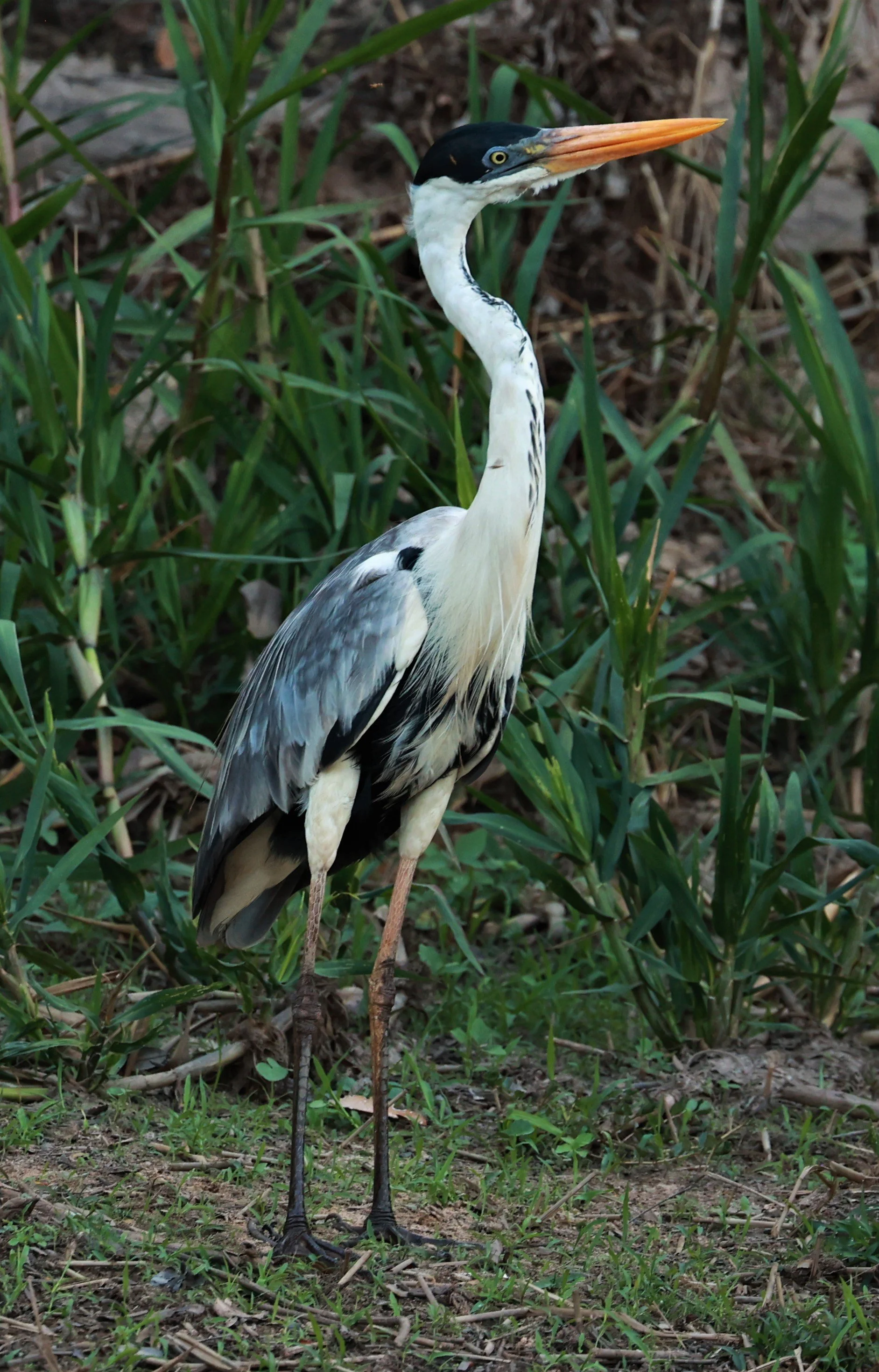 Heron - Cocoi Heron - Ardea cocoi - Pantanal, Encontro das Águas State Park, Porto Jofre, Cuiaba River,.JPG