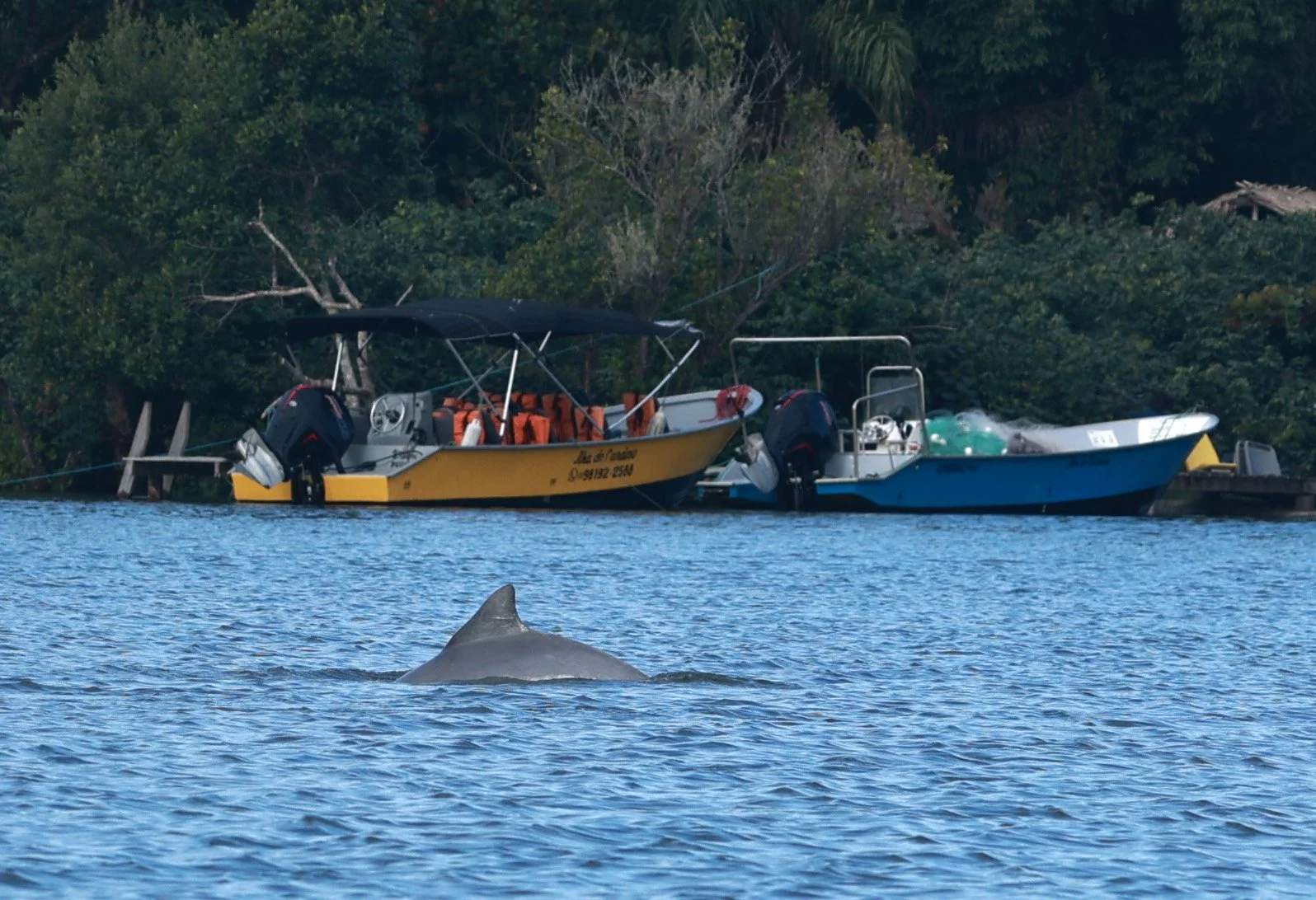 Guiana Dolphin (Sotalia guianensis) Superagüi National Park, Brazil (49).jpg