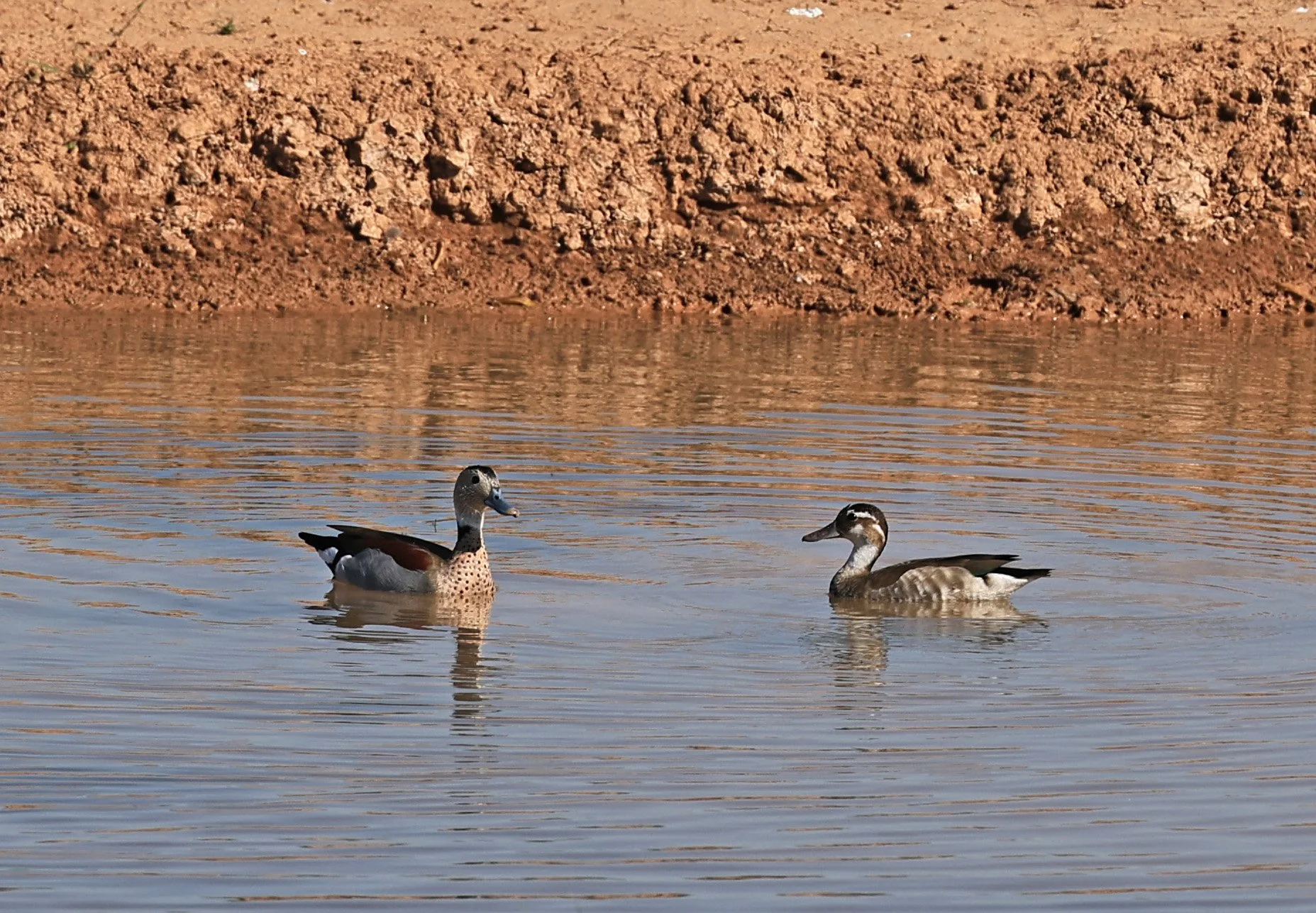 Ringed Teal (Callonetta leucophrys) Hotel Iparoma Campestre Paraguay (26).jpg