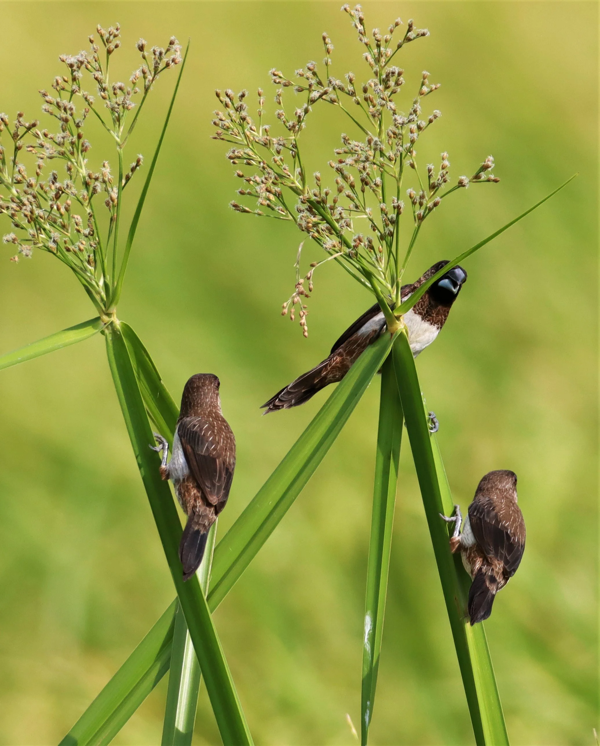 MUNIA - WHITE-RUMPED MUNIA - Lonchura striata - LAT KRABANG THAP YAO RICEFIELDS August 25, 2021 (1).jpg