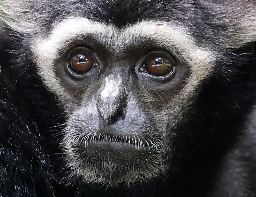 Pileated Gibbon (Hylobates pileatus) Pang Sida National Park