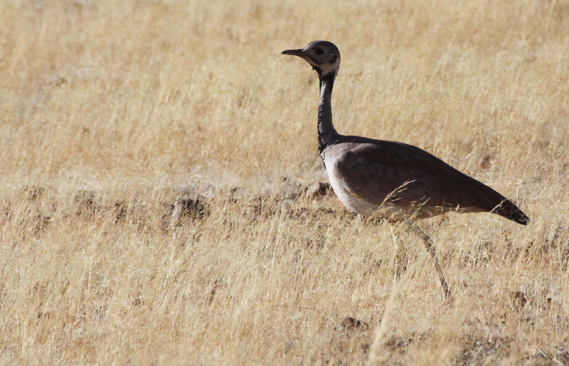 Ruppell's Korhaan (Eupodotis reupellii) Damaraland Namibia (23).JPG