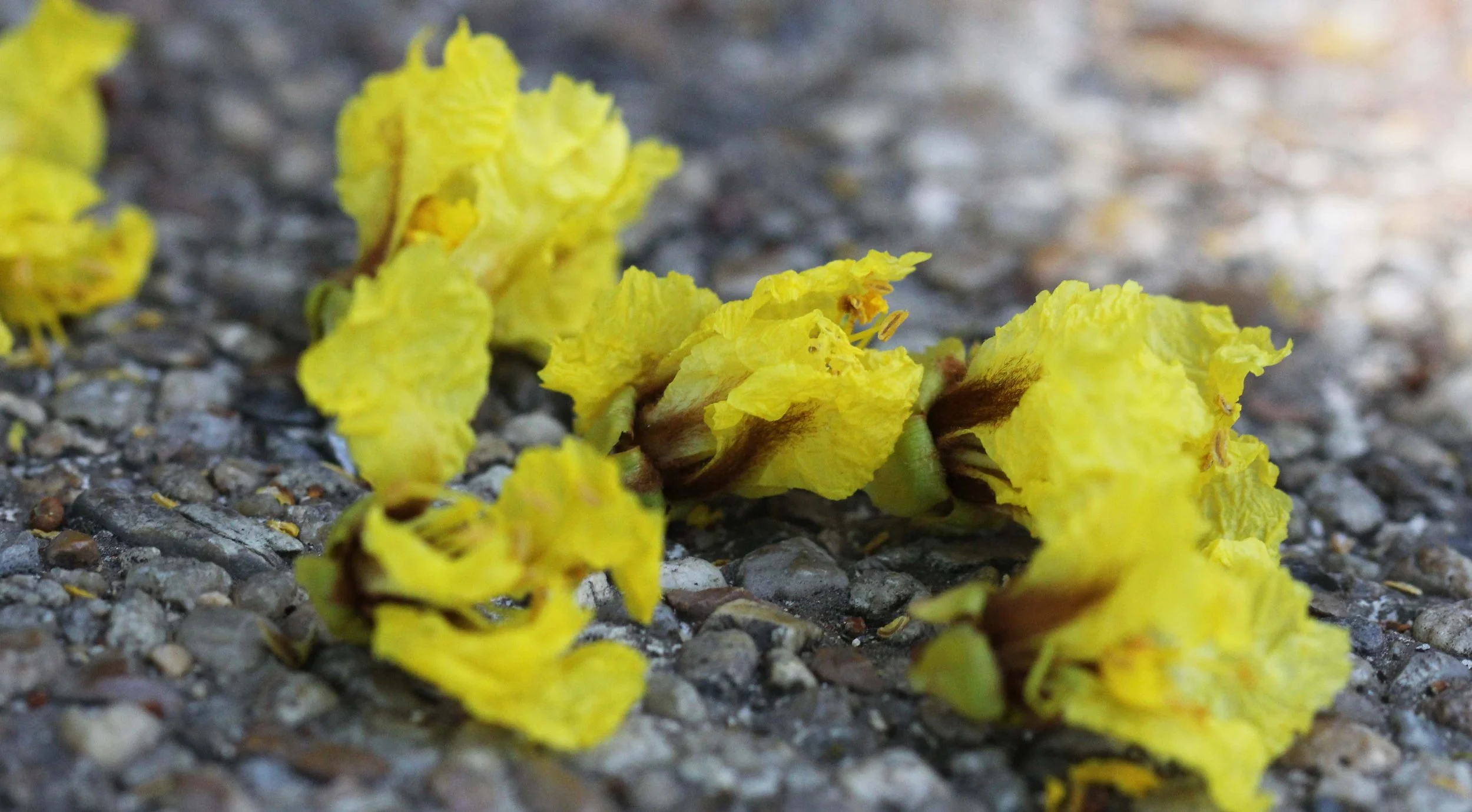 2013 Nonthaburi Setthasiri House and Nonthaburi Neighborhood (209).JPG