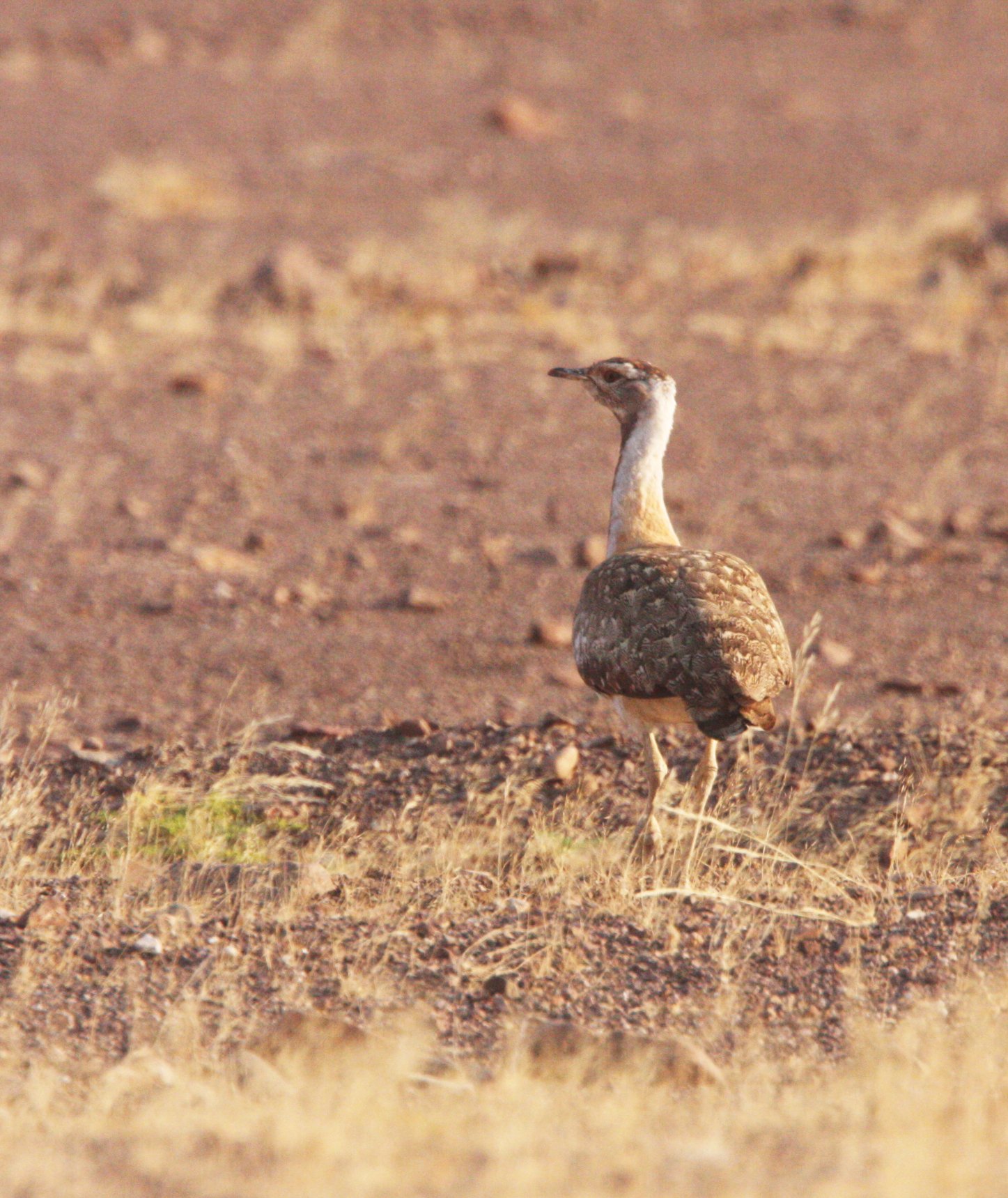Ludwig's bustard (Neotis ludwigii) Damaraland Namibia (2).JPG