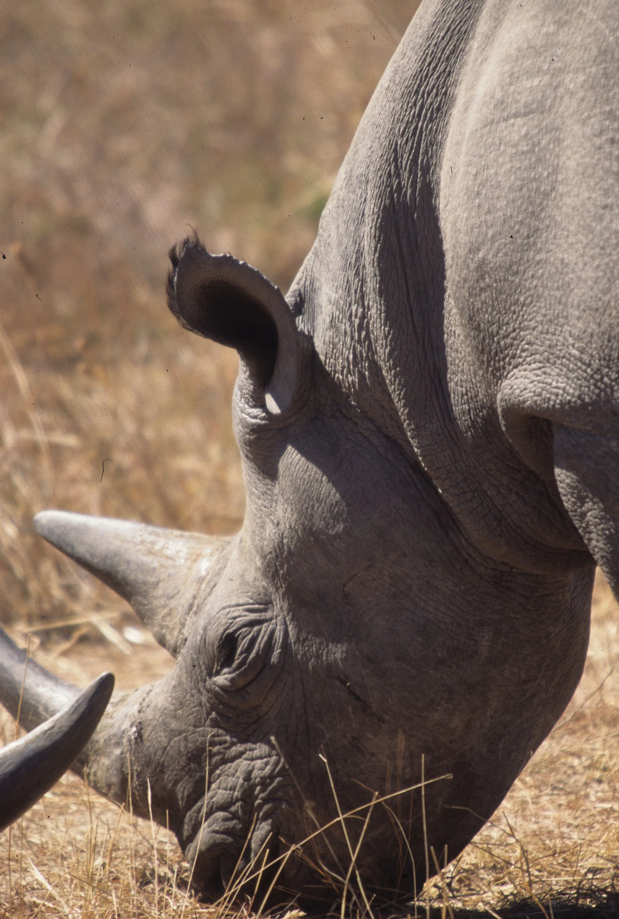 RHINO- BLACK - ZIMBABWE 15.jpg